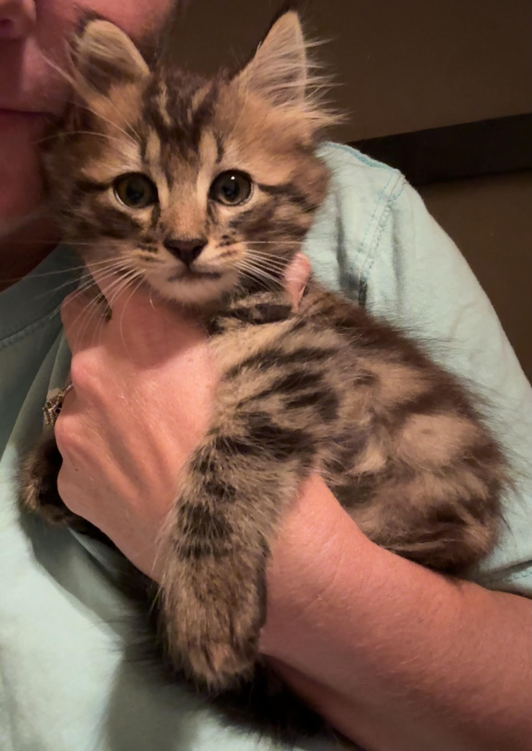 Archer, Adopted, Kitten Male Domestic Long Hair.