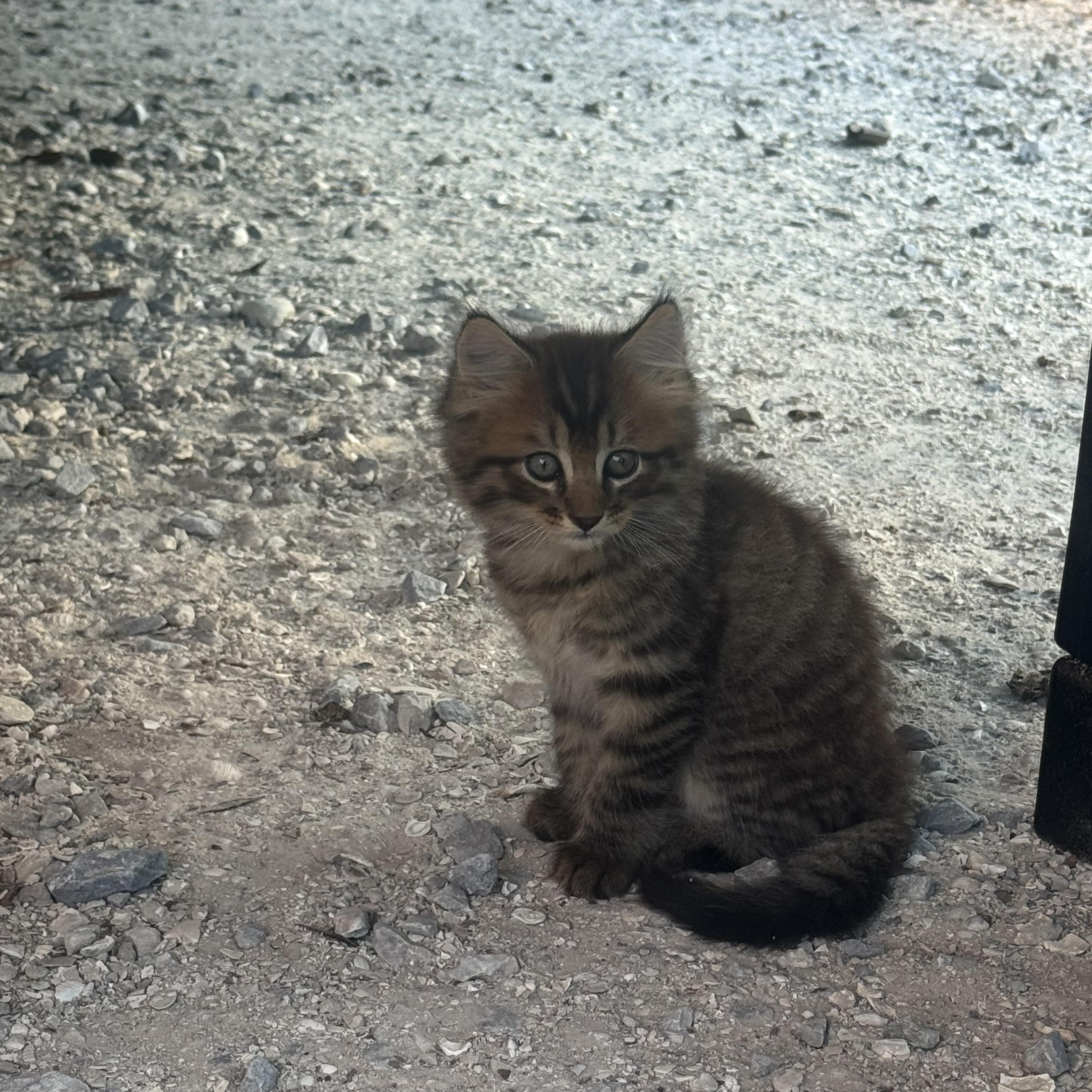Enlarge Archer, a Adopted mixed breed in Haines city, FL image 3/3