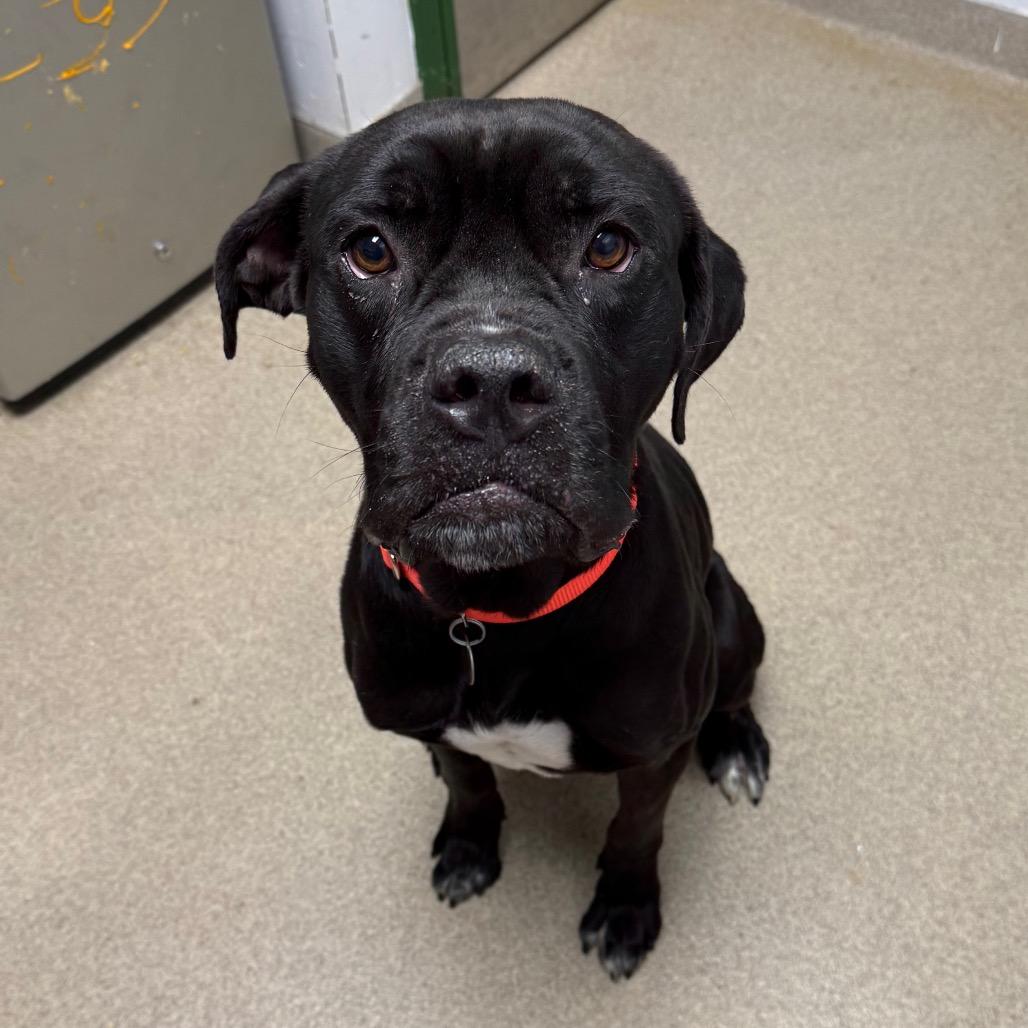 Freddie, Adoptable, Adult Male Boxer & Cane Corso.