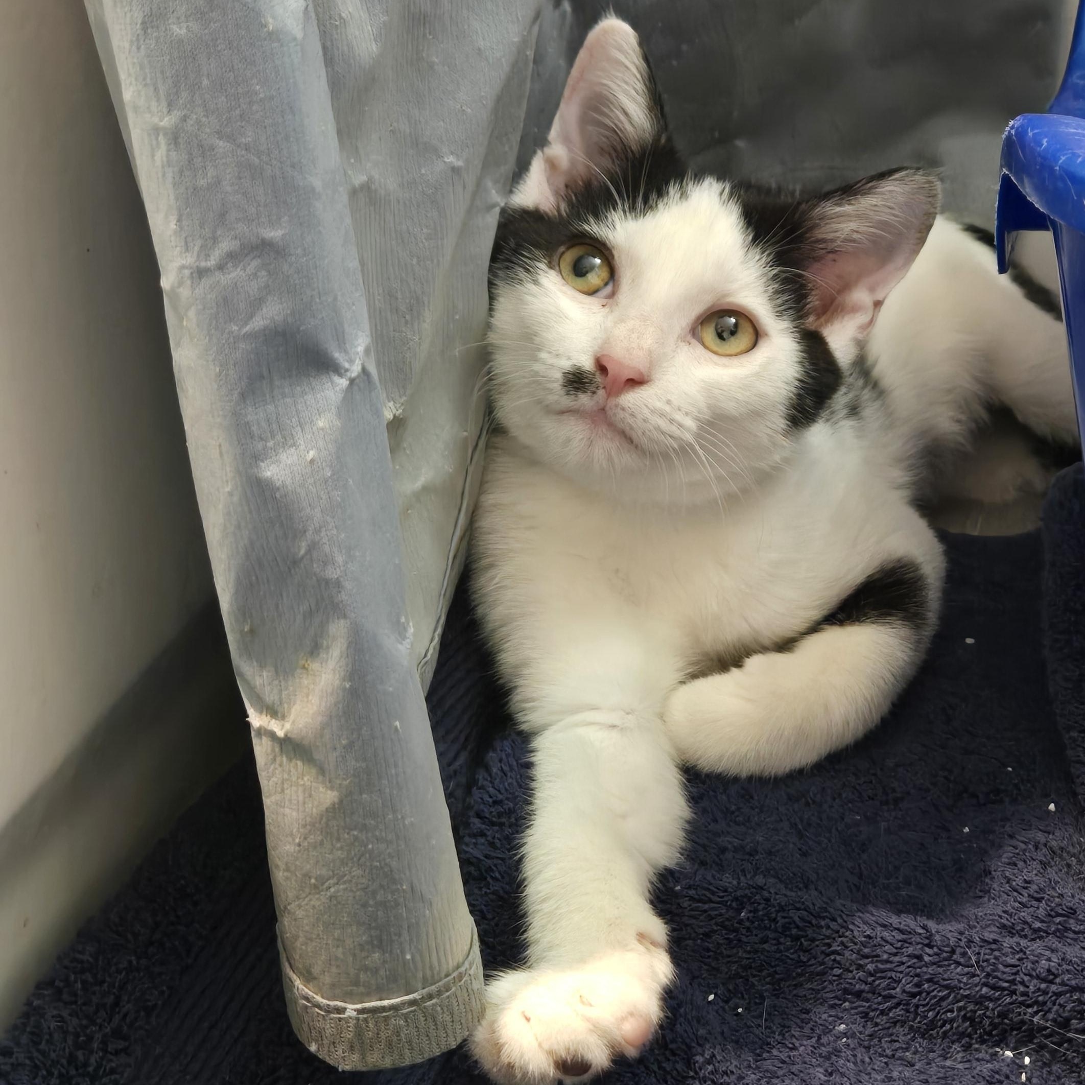 Sarge, an adopted Domestic Short Hair in Wilmington, NC image 4/6
