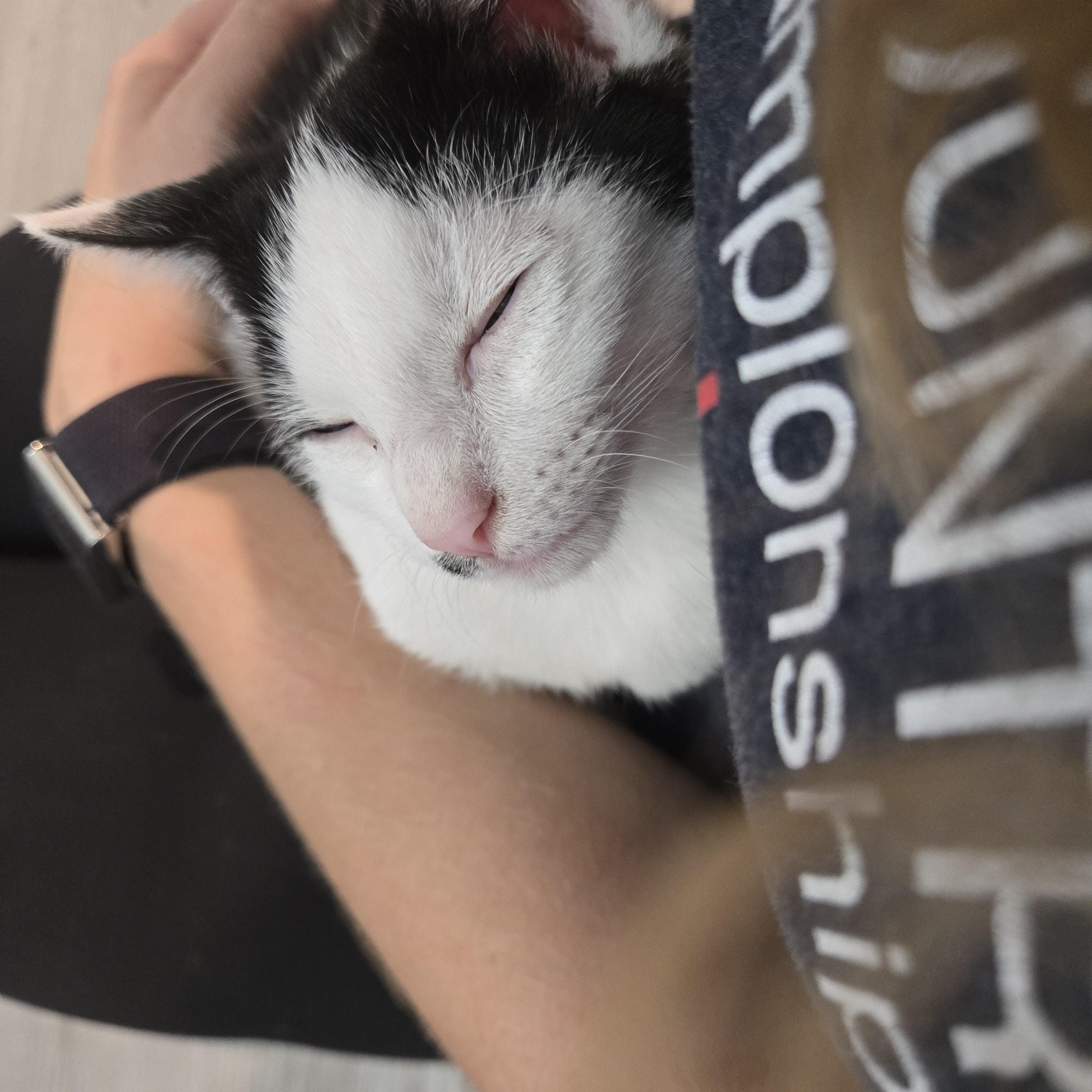 Sarge, an adopted Domestic Short Hair in Wilmington, NC image 2/6