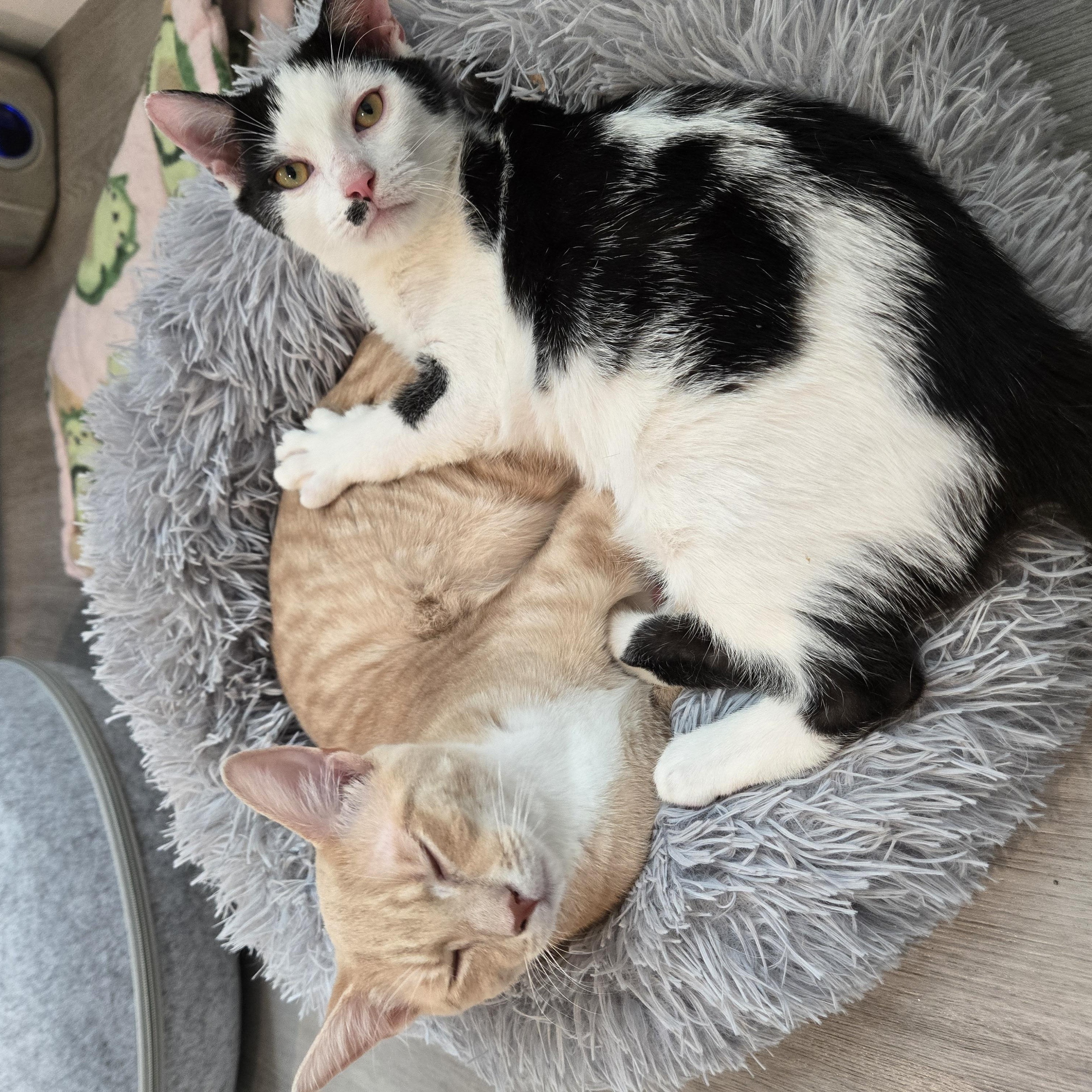 Sarge, an adopted Domestic Short Hair in Wilmington, NC image 3/6