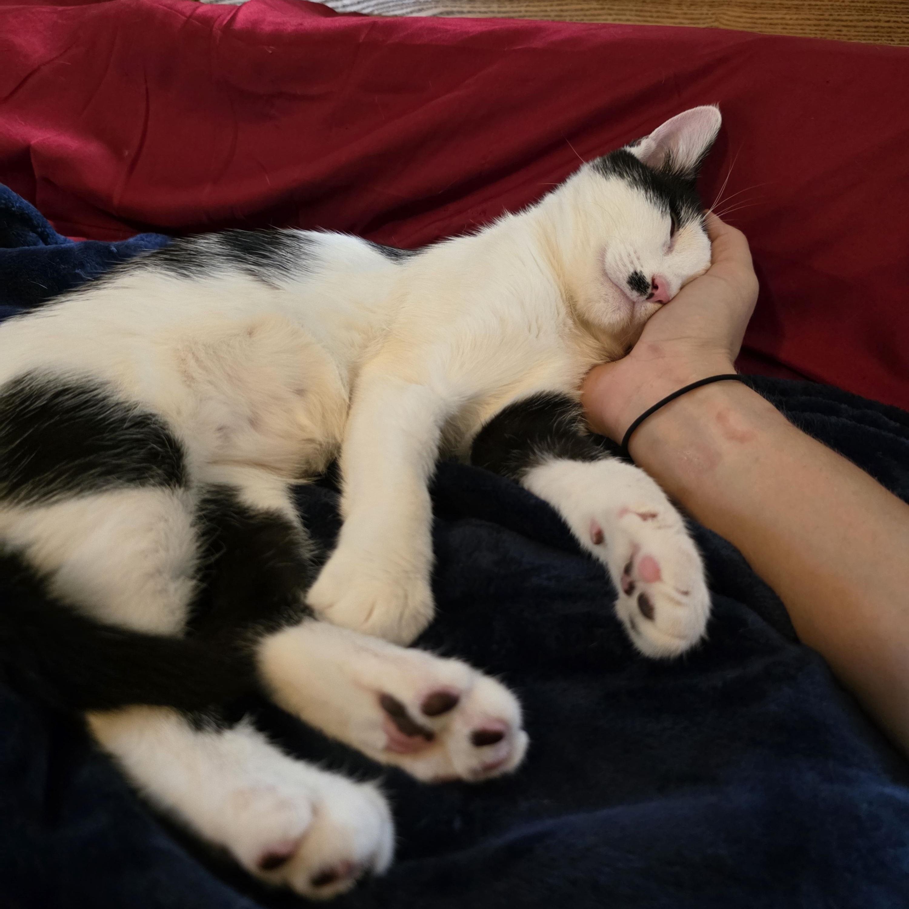 Sarge, an adopted Domestic Short Hair in Wilmington, NC image 1/6