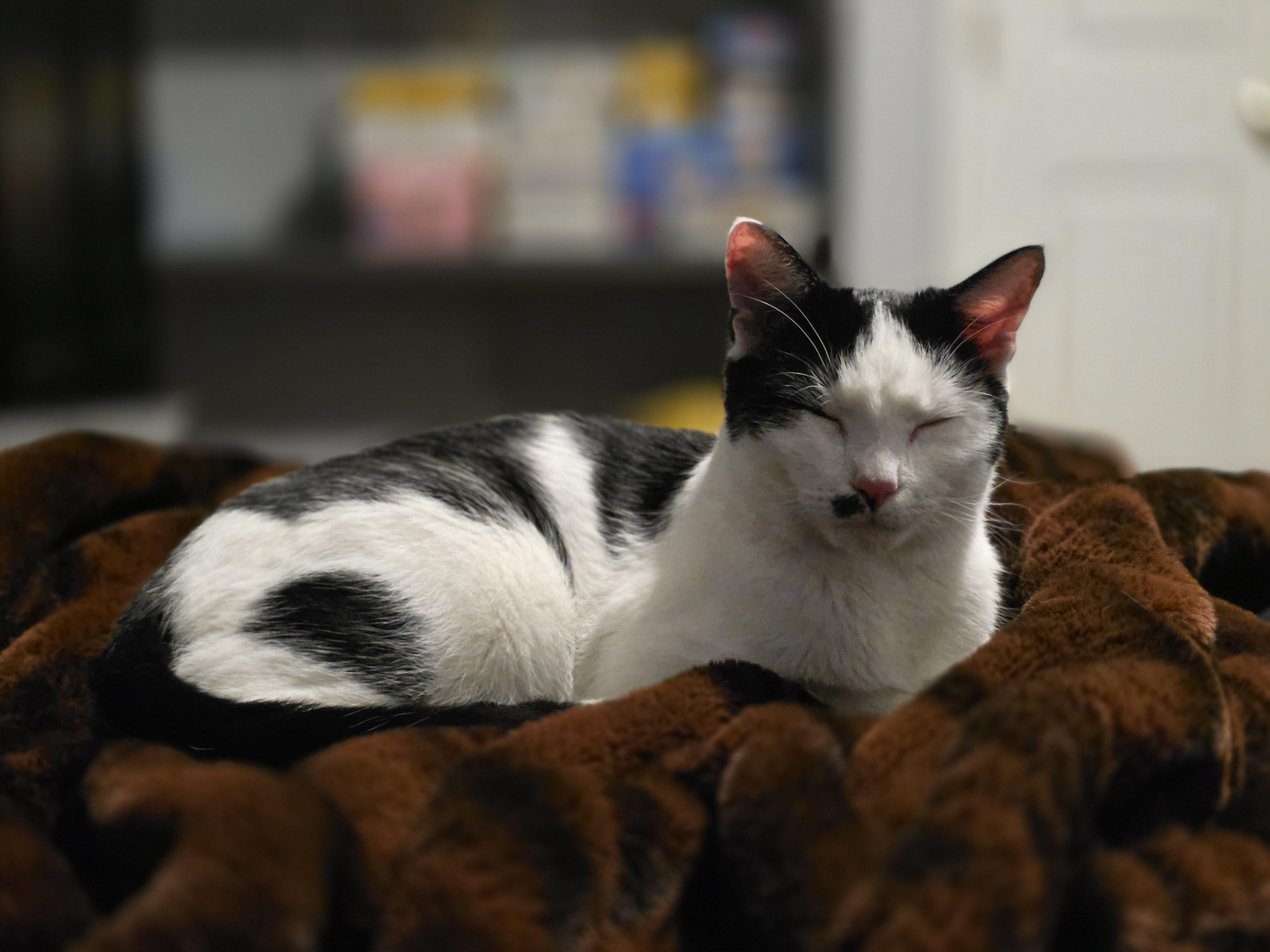 Sarge, an adopted Domestic Short Hair in Wilmington, NC image 5/6