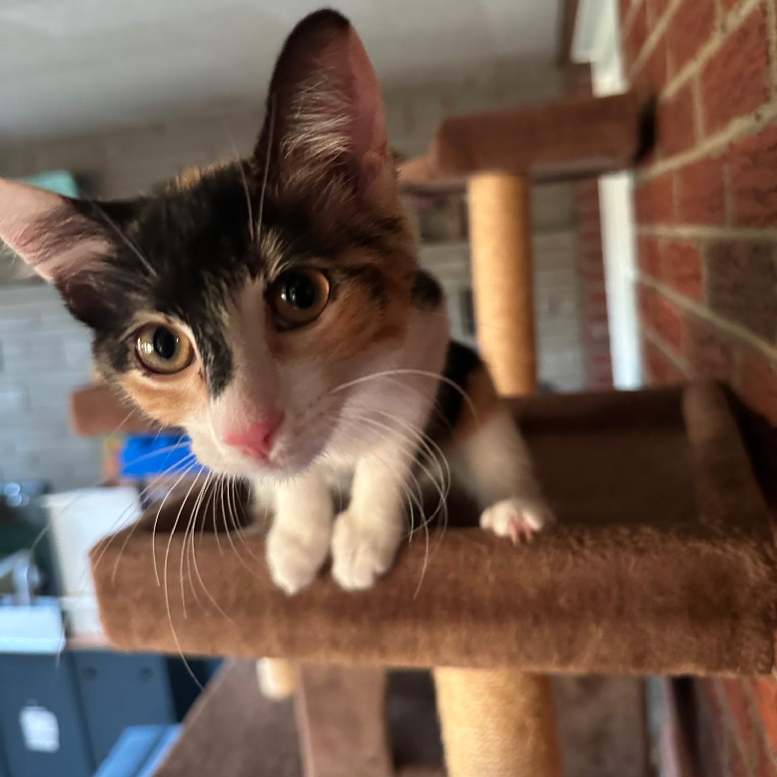 Croissant, ADOPTABLE, Kitten Female Calico.