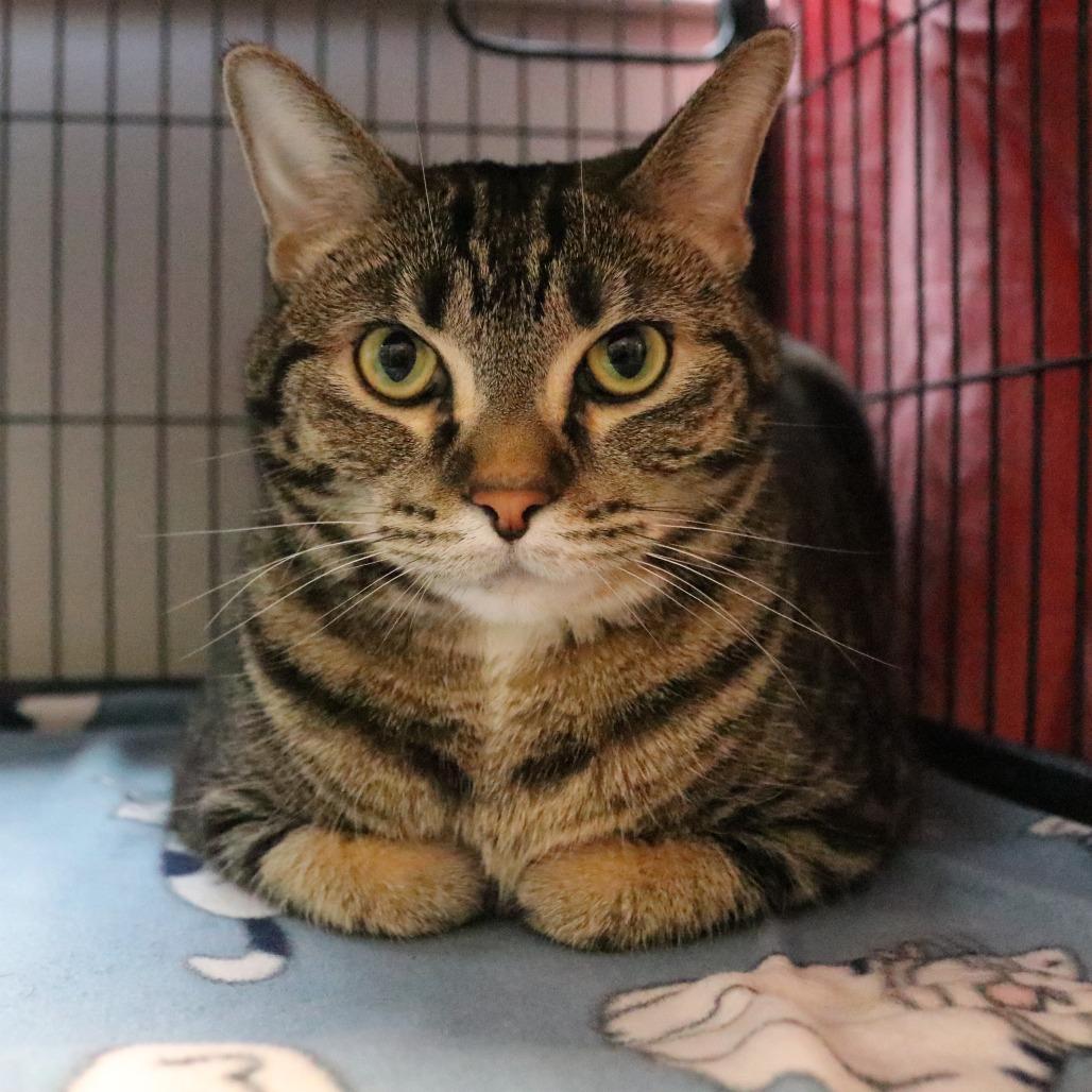 Enlarge Lola, a Adoptable mixed breed in Saint Cloud, MN image 1/6