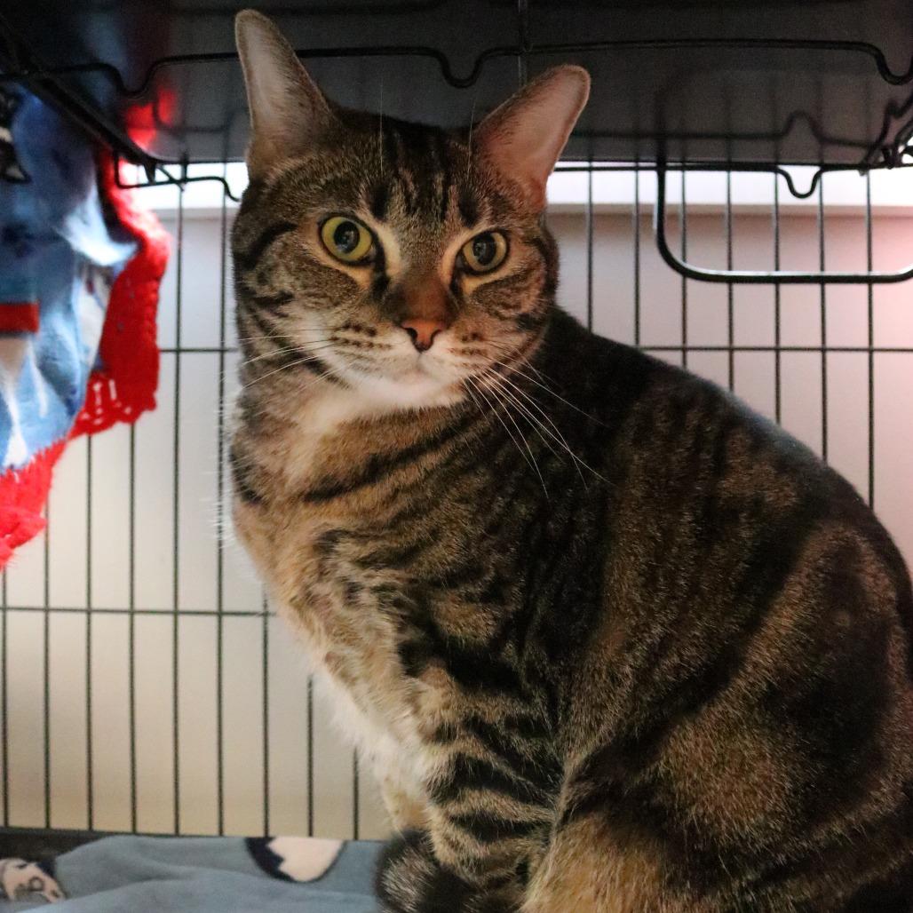 Enlarge Lola, a Adoptable mixed breed in Saint Cloud, MN image 4/6