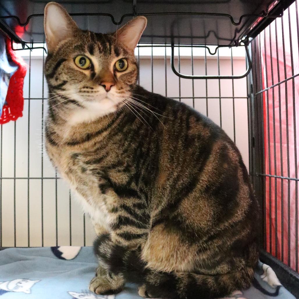 Enlarge Lola, a Adoptable mixed breed in Saint Cloud, MN image 5/6