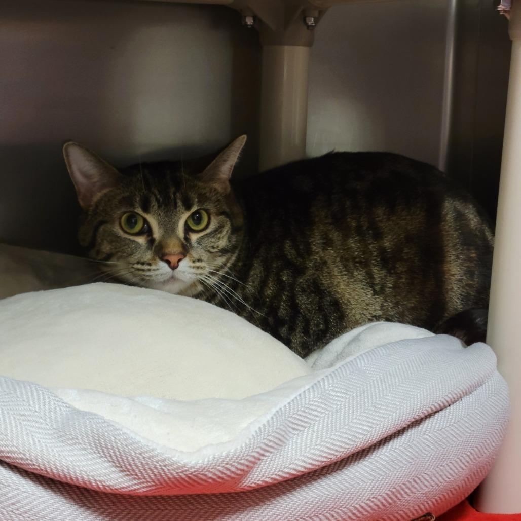 Enlarge Lola, a Adoptable mixed breed in Saint Cloud, MN image 6/6