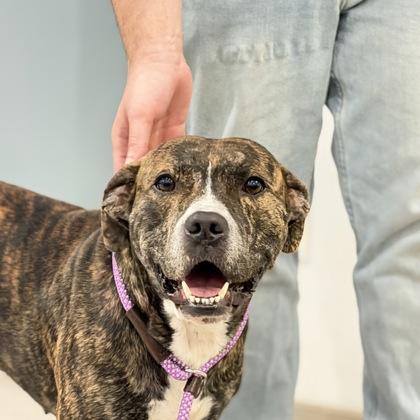 Enlarge Sir - 2, a Adoptable mixed breed in Daytona Beach, FL image 2/2