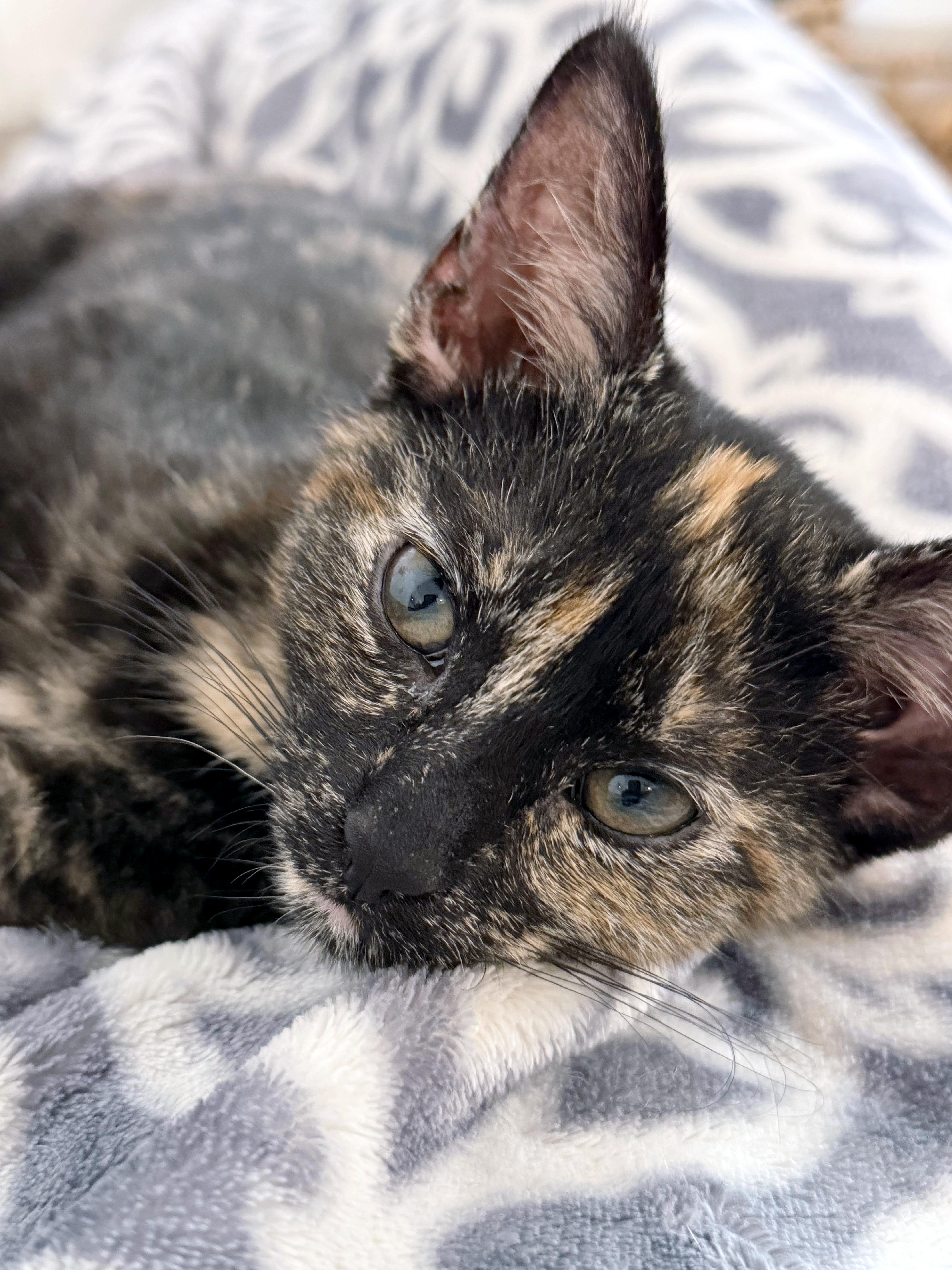 Tippy (Lap Cat Alert), Adoptable, Kitten Female Domestic Short Hair.