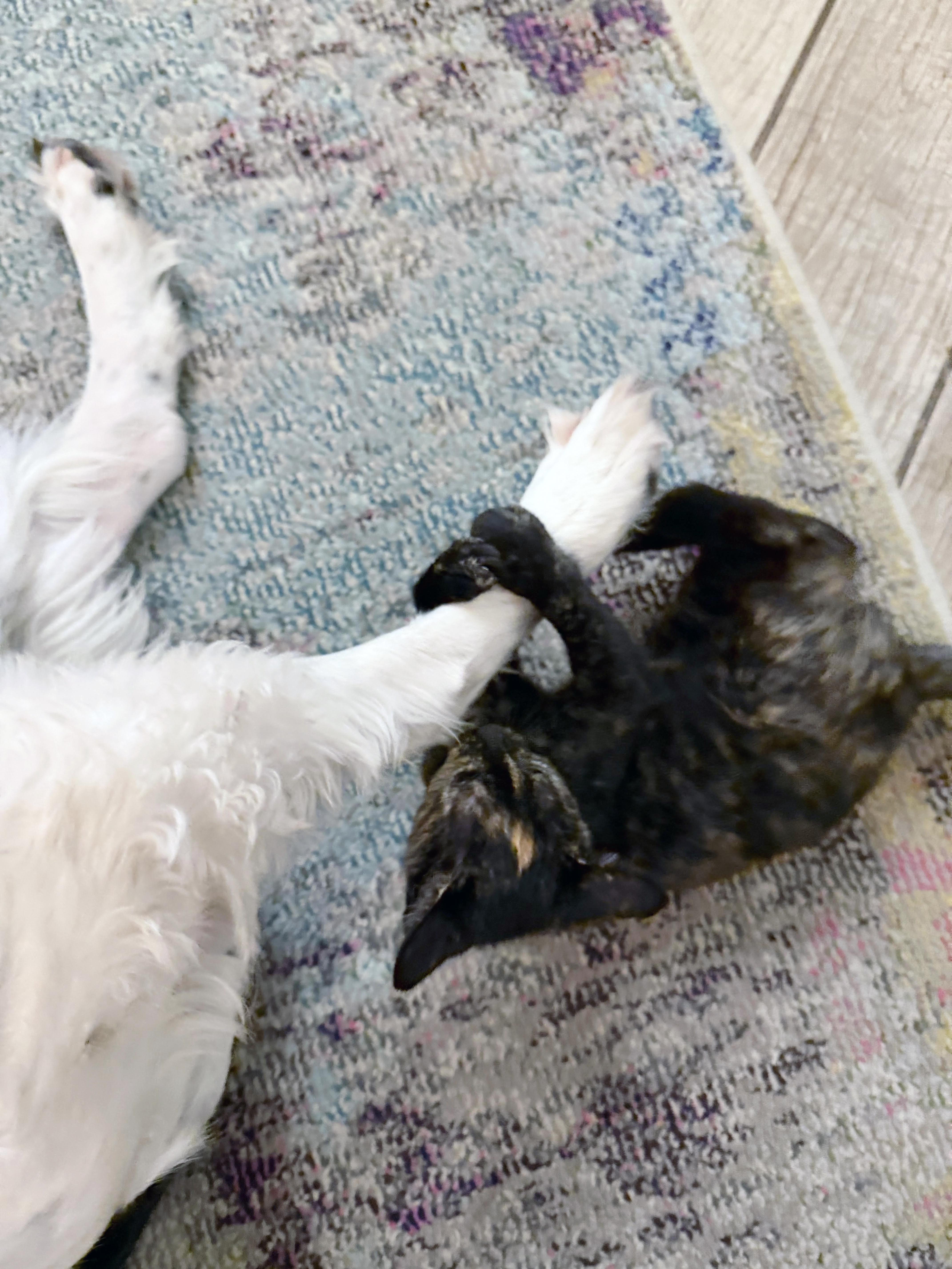 Enlarge Tippy (Lap Cat Alert), a Adoptable mixed breed in Lake Monroe, FL image 3/4