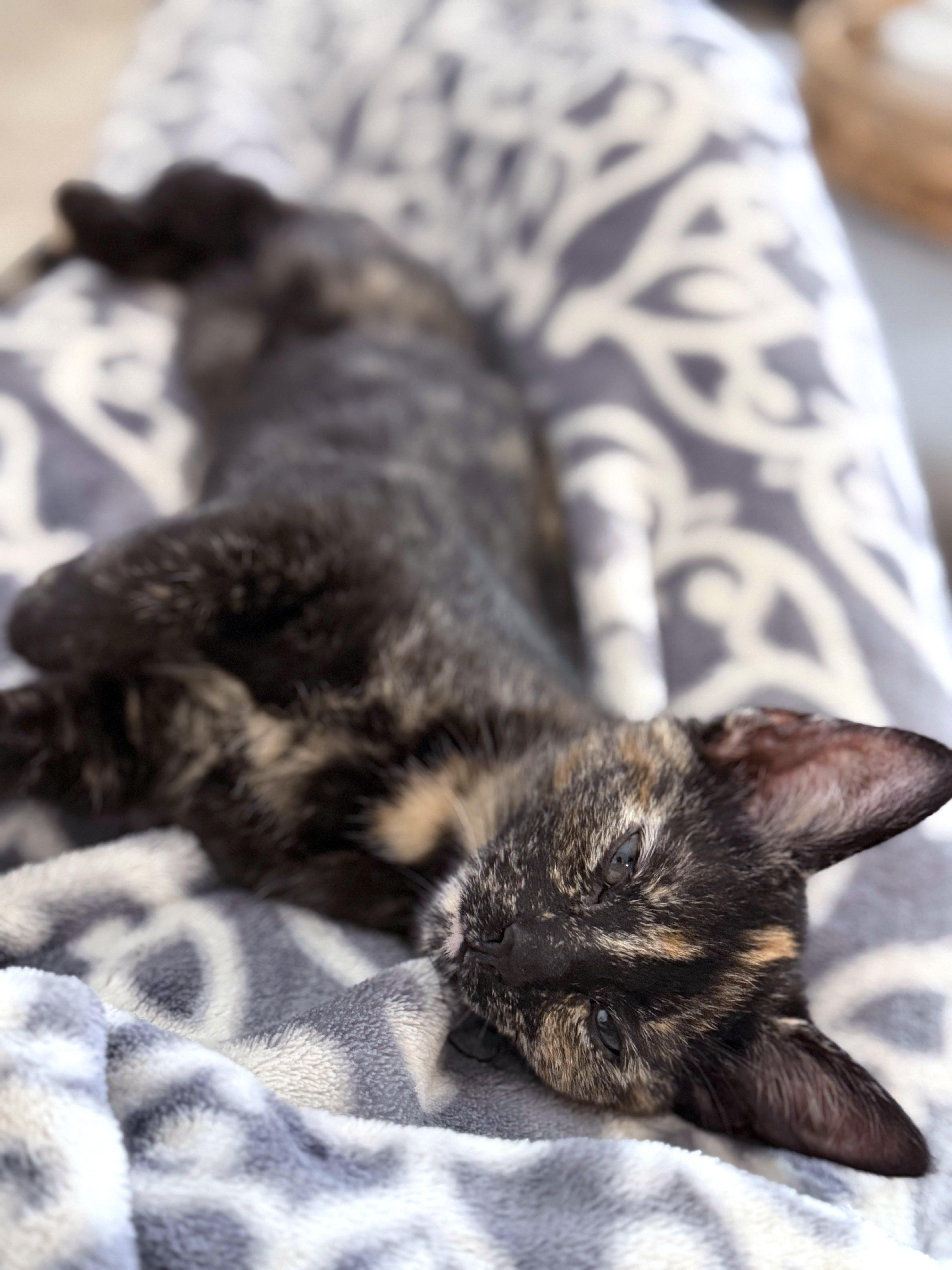 Enlarge Tippy (Lap Cat Alert), a Adoptable mixed breed in Lake Monroe, FL image 2/4