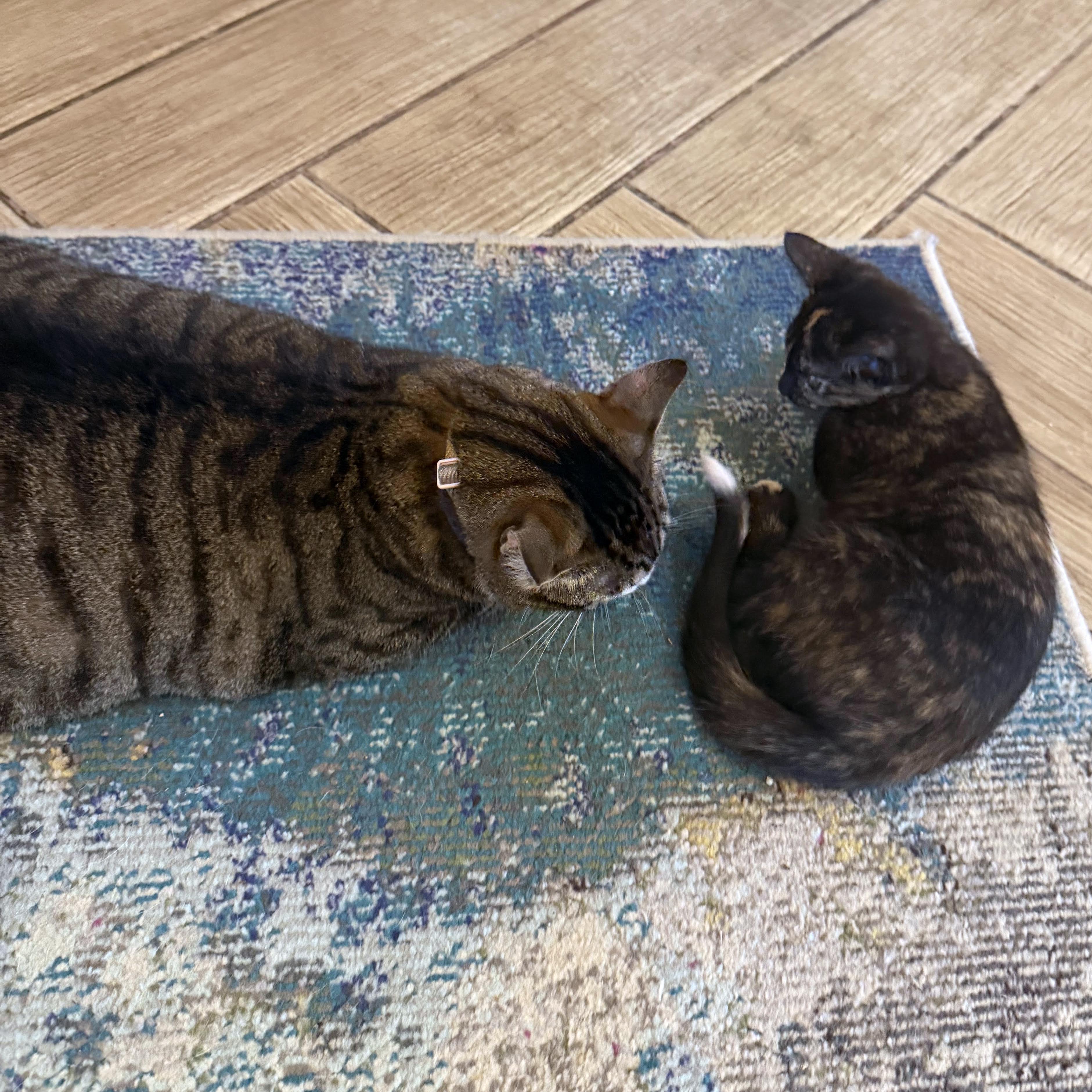 Enlarge Tippy (Lap Cat Alert), a Adoptable mixed breed in Lake Monroe, FL image 4/4
