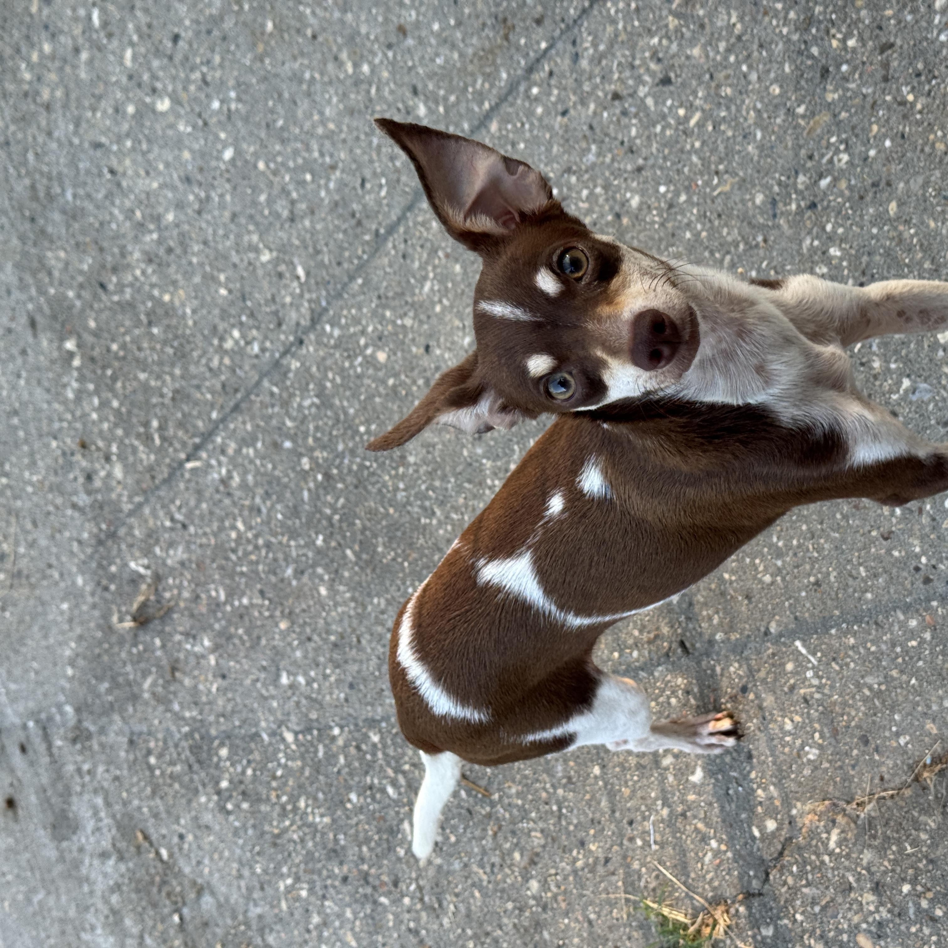 Enlarge Walter (8 lbs), a Adopted mixed breed in Harrisburg, PA image 3/5
