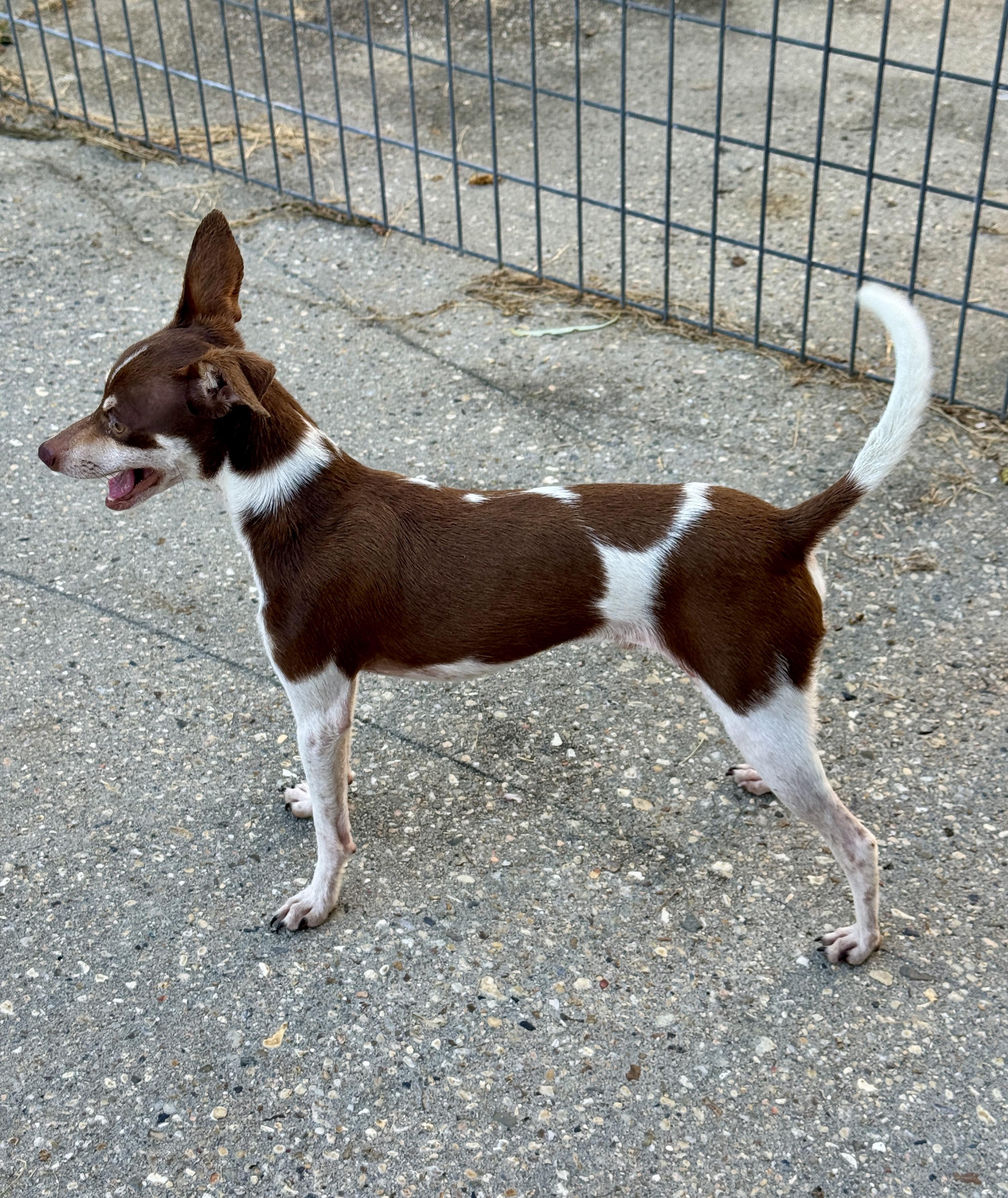 Enlarge Walter (8 lbs), a Adopted mixed breed in Harrisburg, PA image 4/5