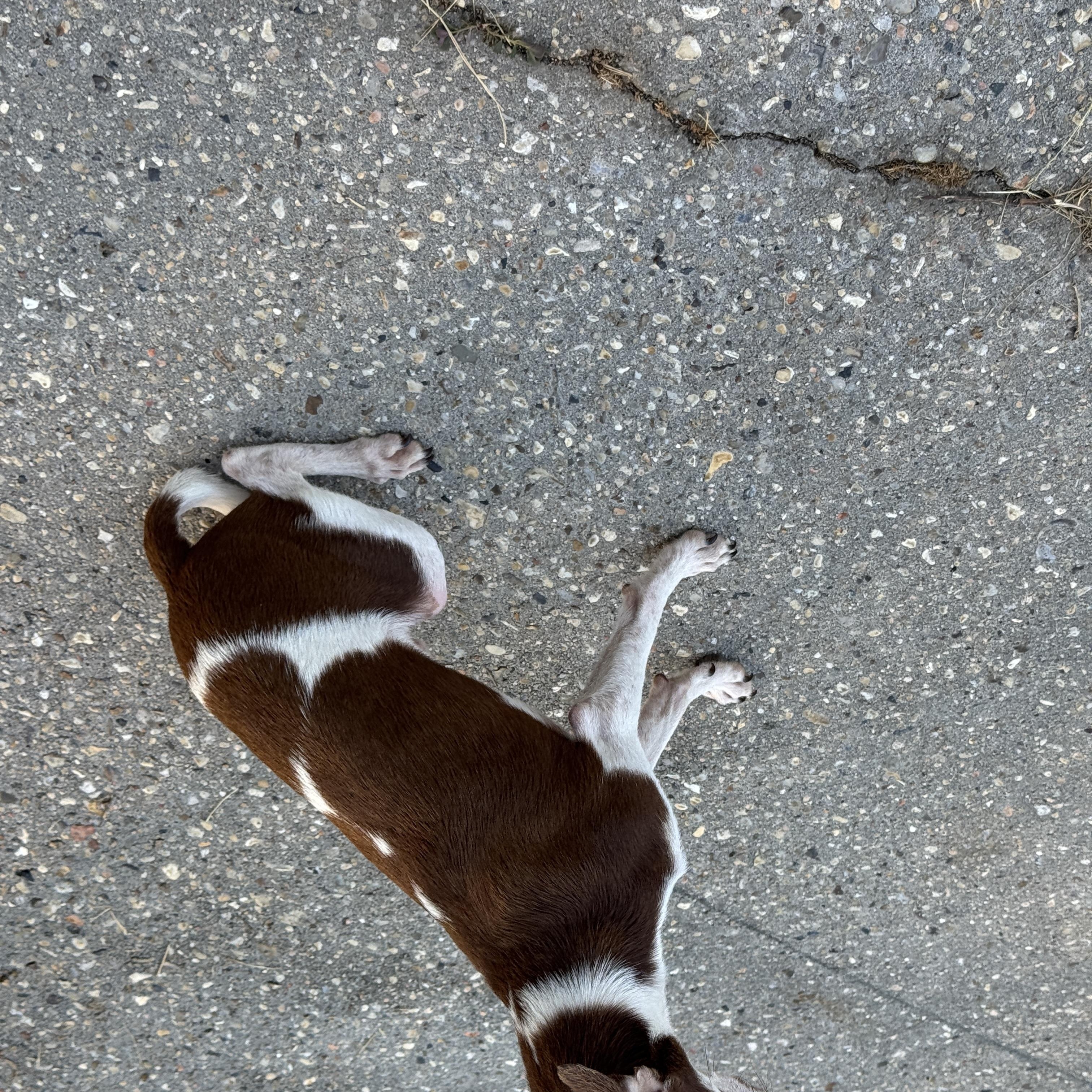 Enlarge Walter (8 lbs), a Adopted mixed breed in Harrisburg, PA image 5/5