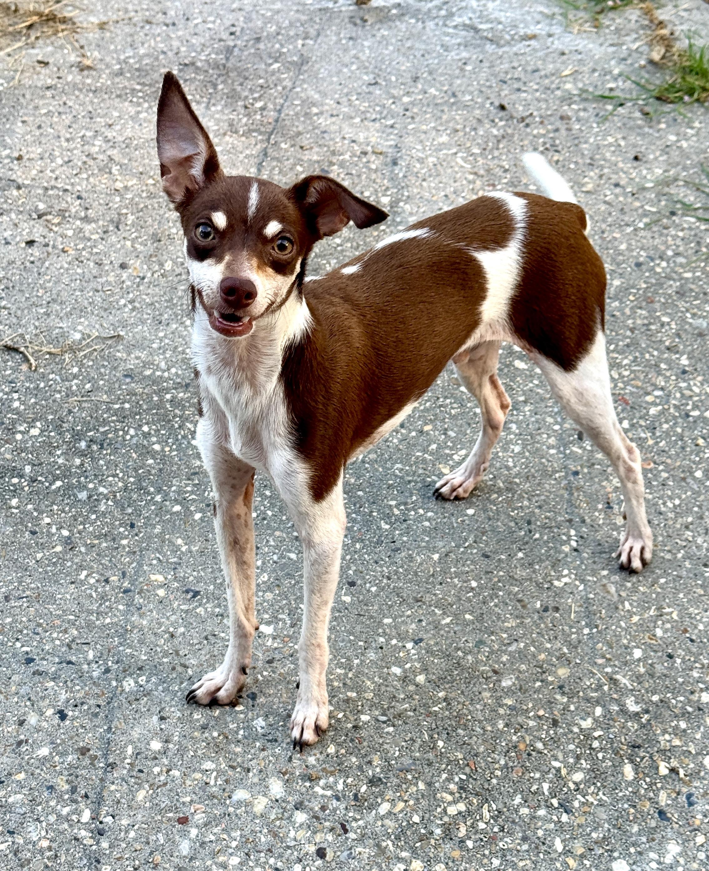 Walter (8 lbs), Adopted, Puppy Male Chihuahua & Italian Greyhound.