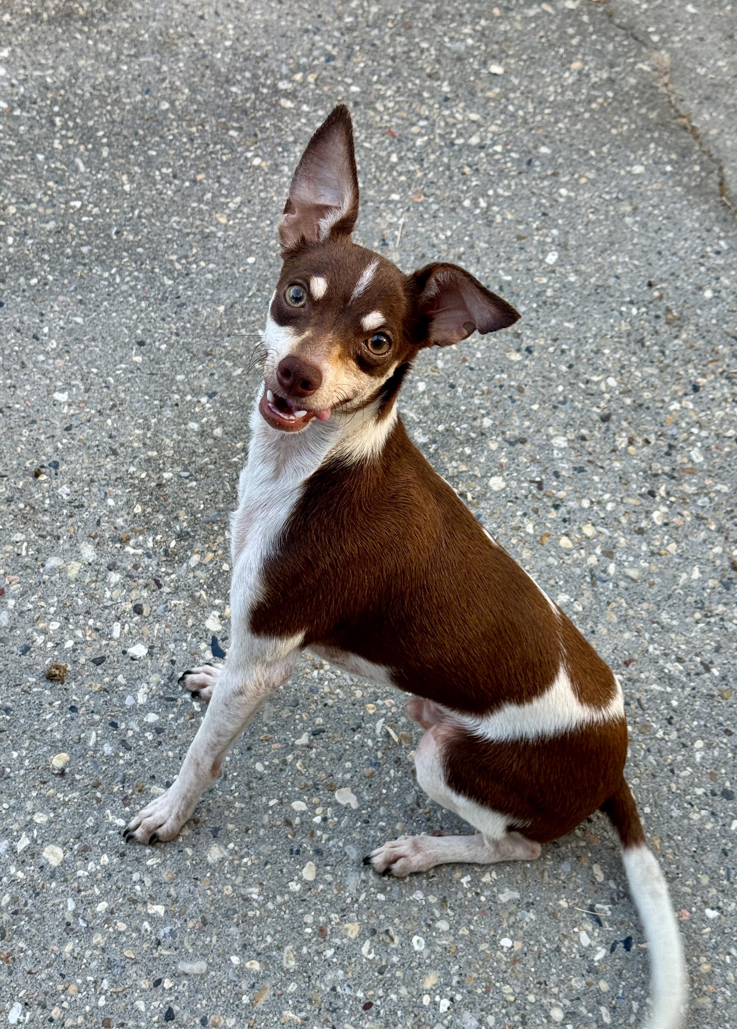 Enlarge Walter (8 lbs), a Adopted mixed breed in Harrisburg, PA image 2/5