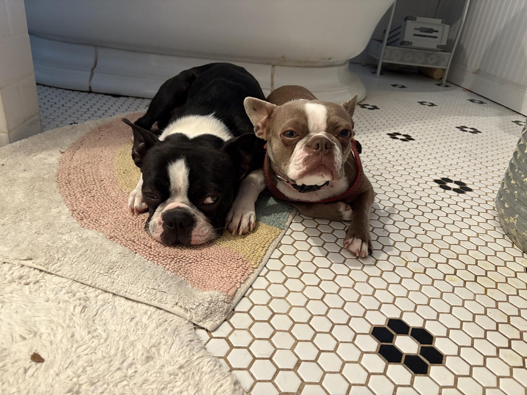 Enlarge Rocky and Bailey, an adopted Boston Terrier in Schuylerville, NY image 1/3