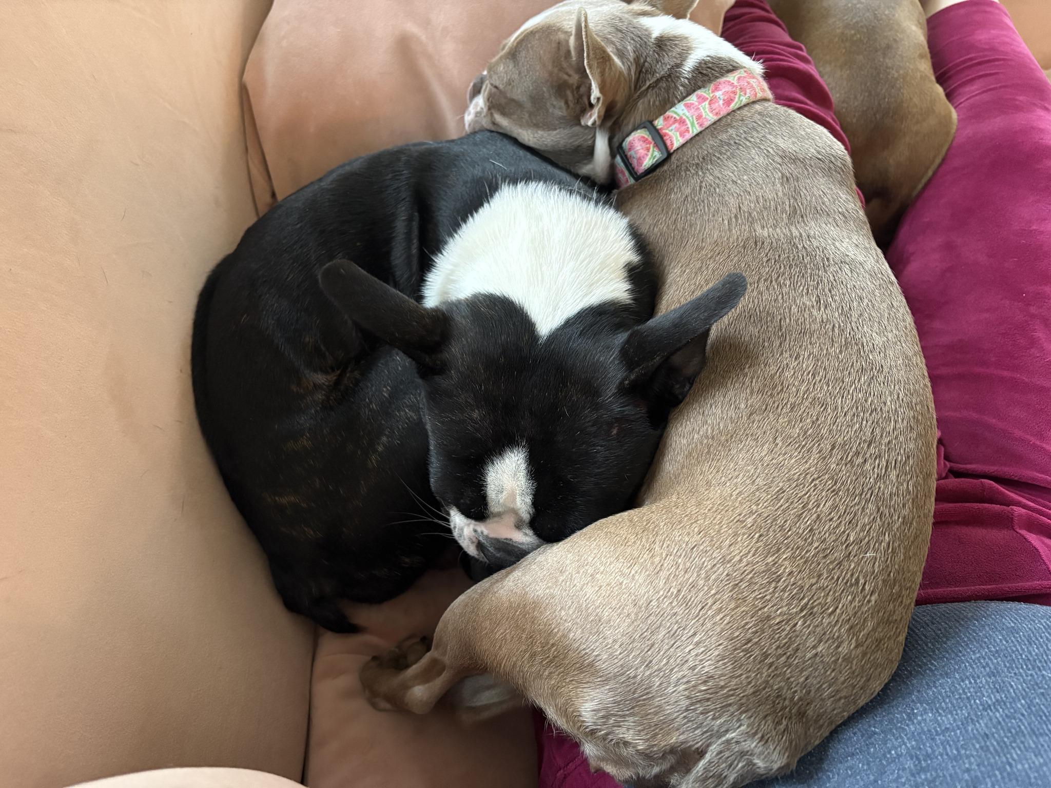 Enlarge Rocky and Bailey, an adopted Boston Terrier in Schuylerville, NY image 2/3