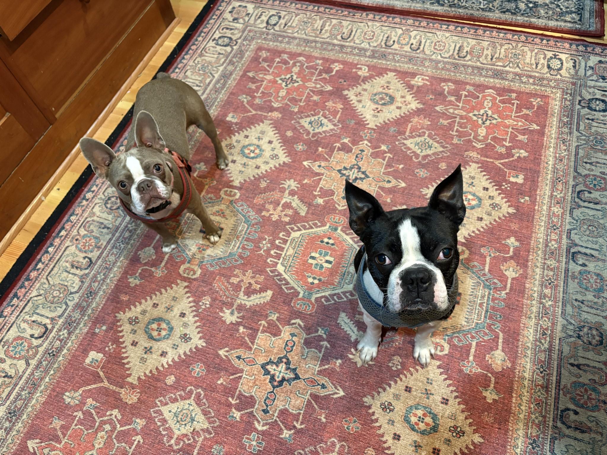 Enlarge Rocky and Bailey, an adopted Boston Terrier in Schuylerville, NY image 3/3
