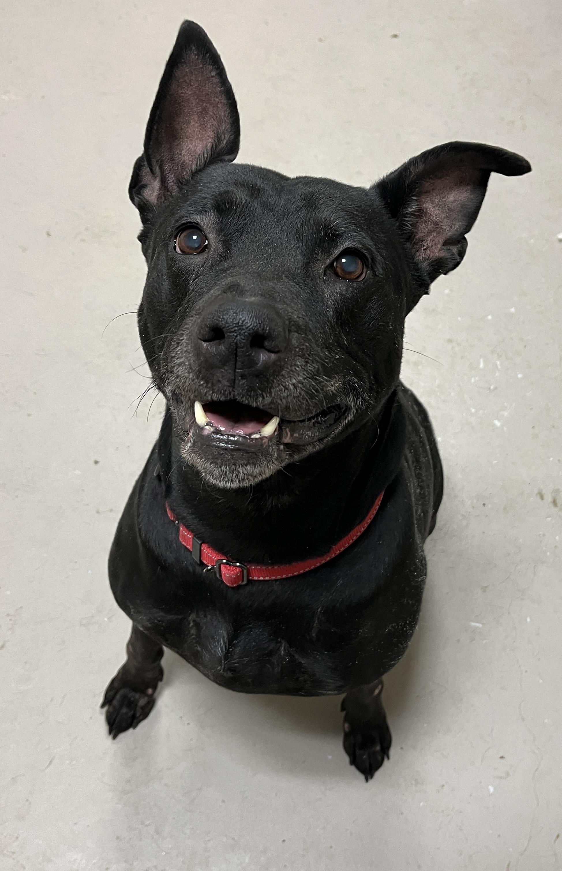 Marian AVAILABLE, Adoptable, Adult Female Pit Bull Terrier.