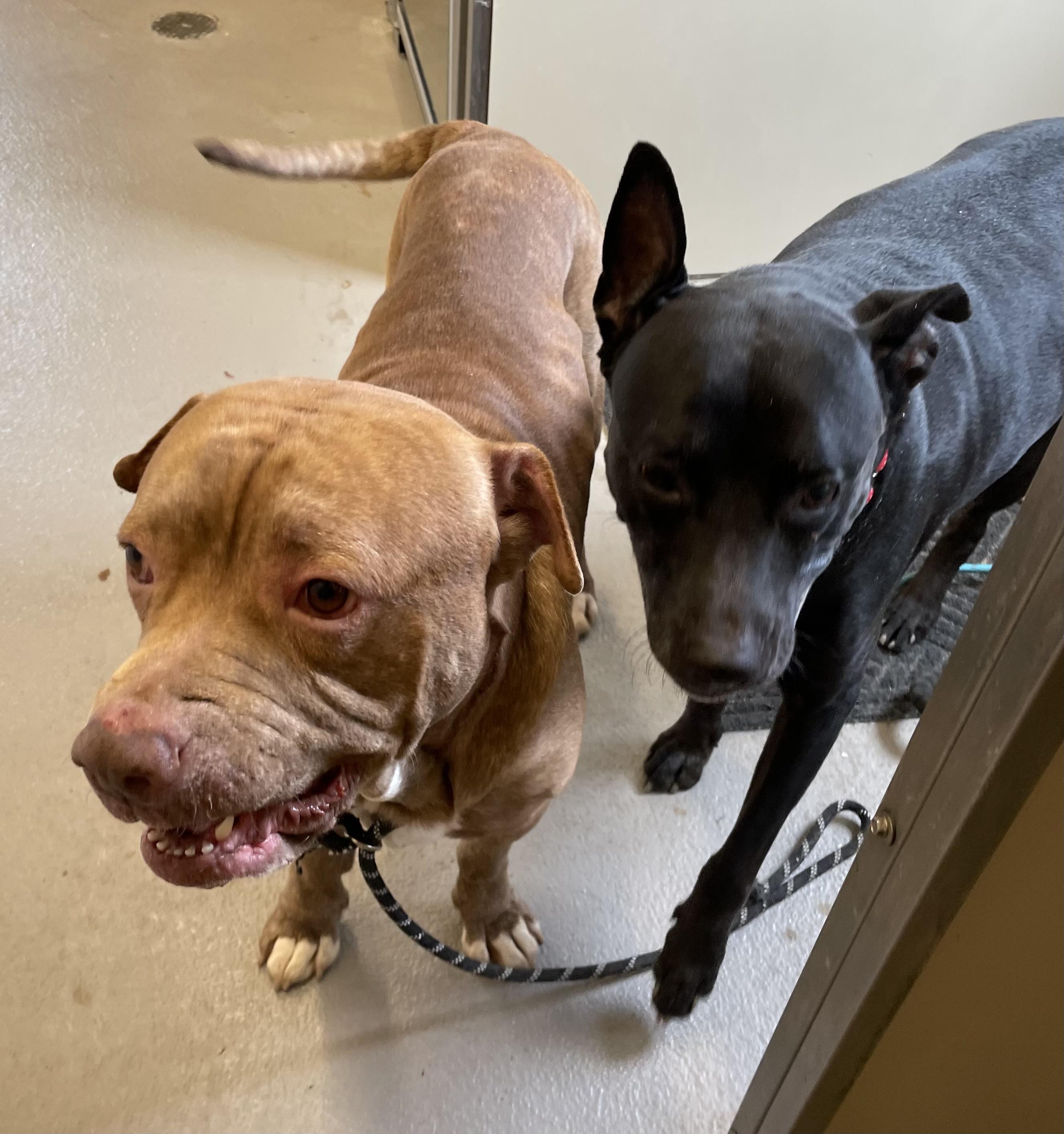 Enlarge Marian AVAILABLE, a Adoptable Pit Bull Terrier in Canton, OH image 3/5