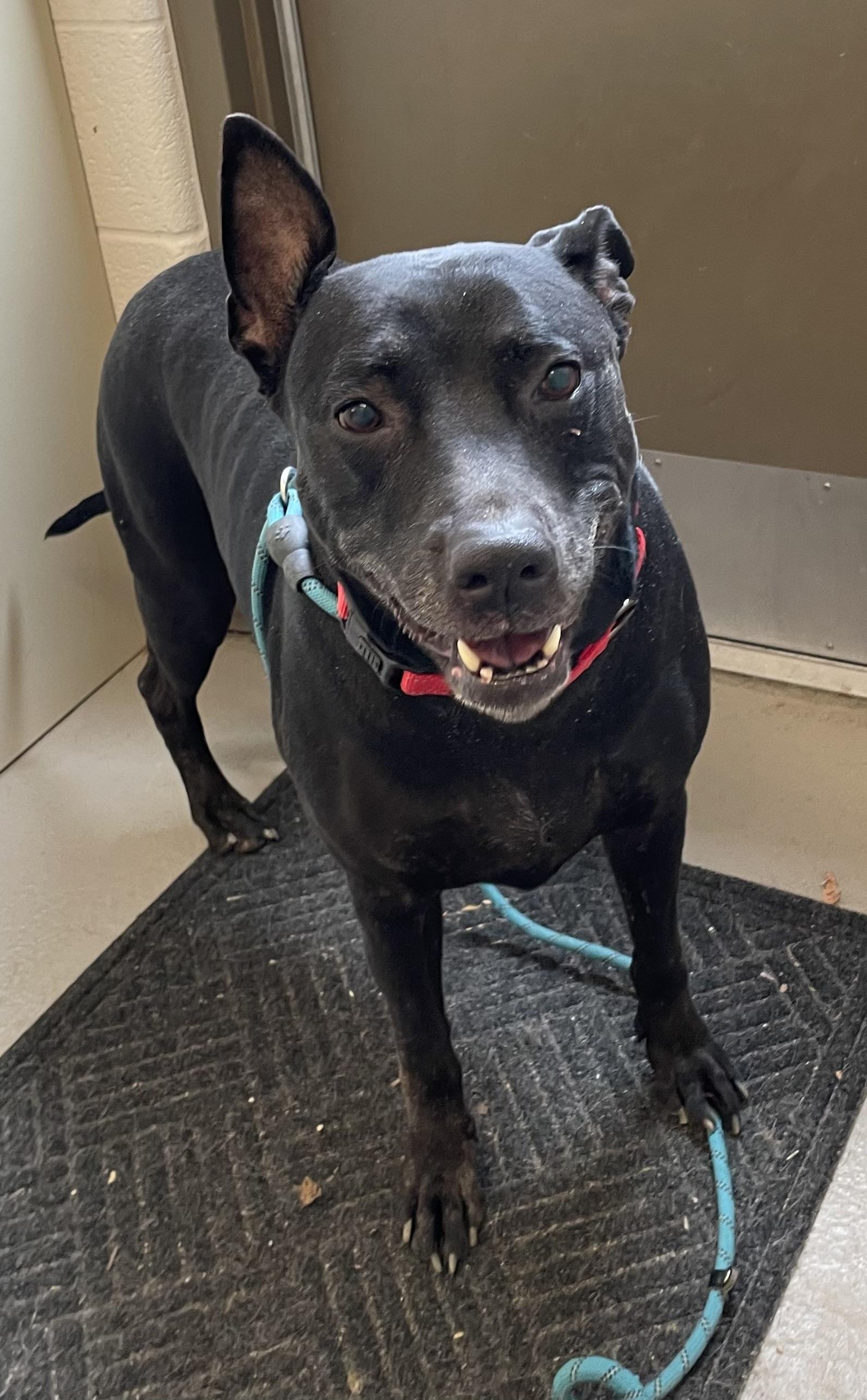 Enlarge Marian AVAILABLE, a Adoptable Pit Bull Terrier in Canton, OH image 4/5