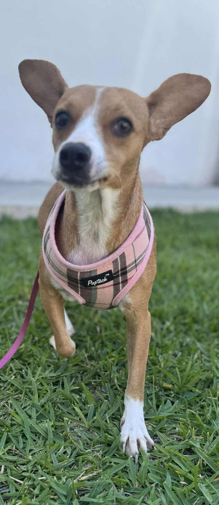 Enlarge Sue, a Adoptable Chihuahua in Puyallup, WA image 2/5