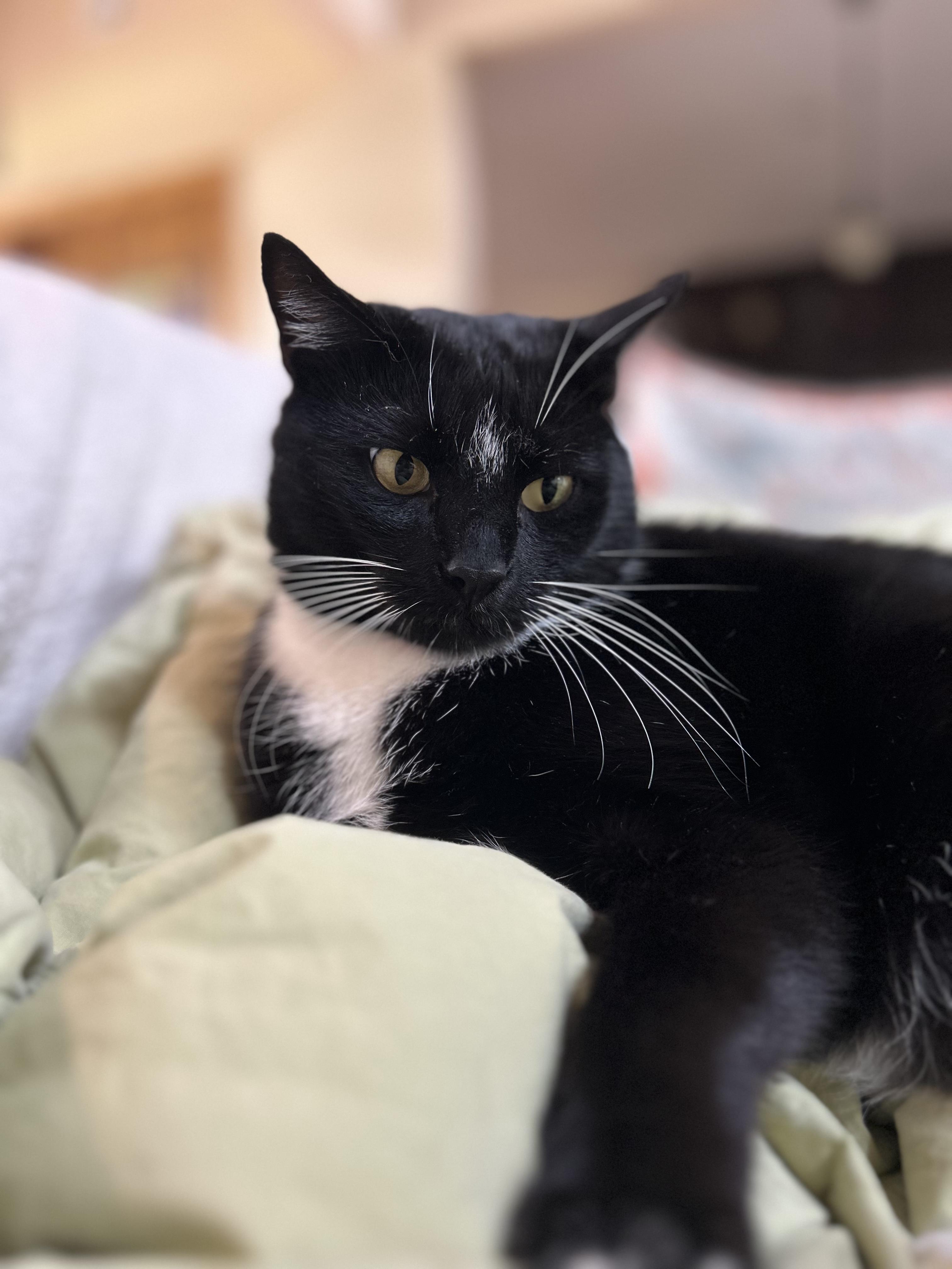 Jimmy , a ADOPTABLE Domestic Short Hair in Statesboro, GA image 3/6