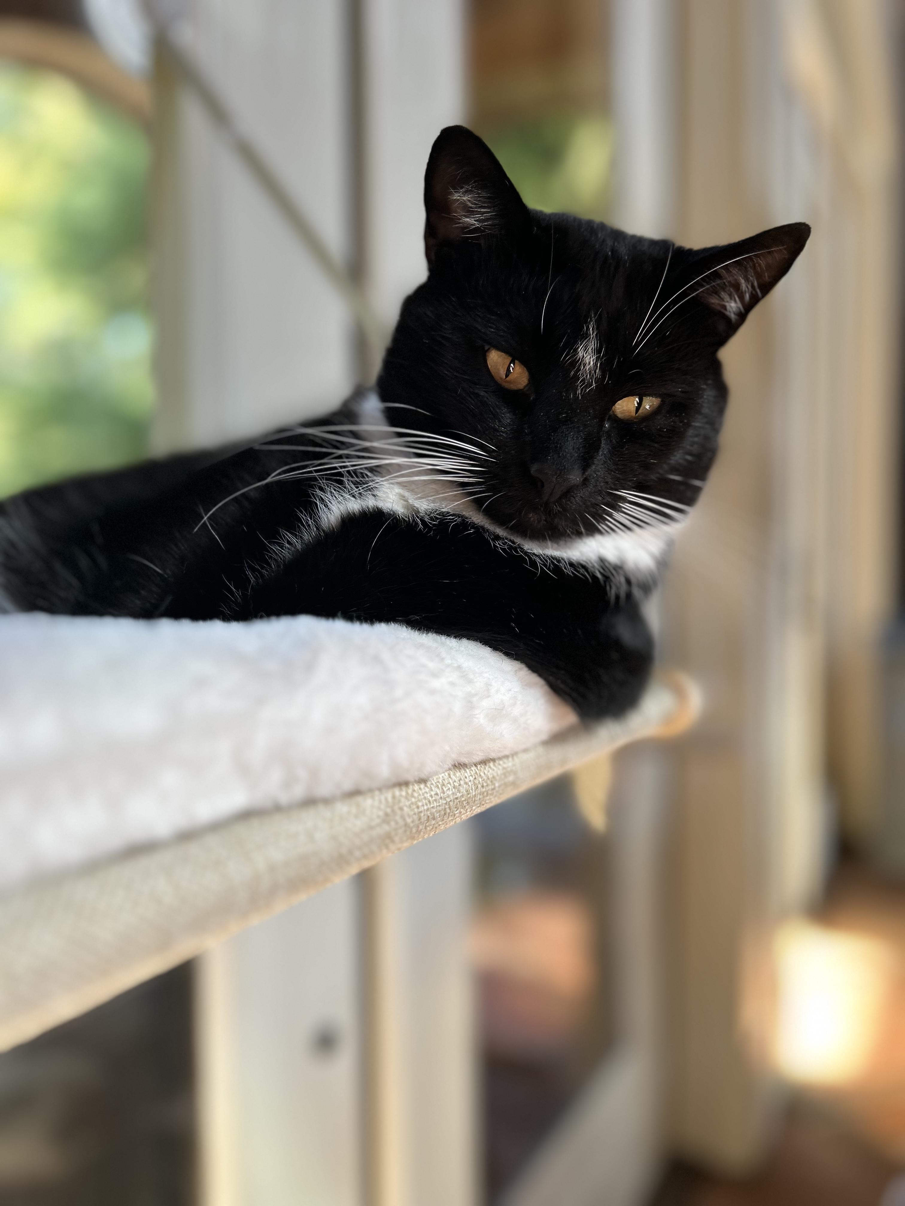 Jimmy , a ADOPTABLE Domestic Short Hair in Statesboro, GA image 4/6