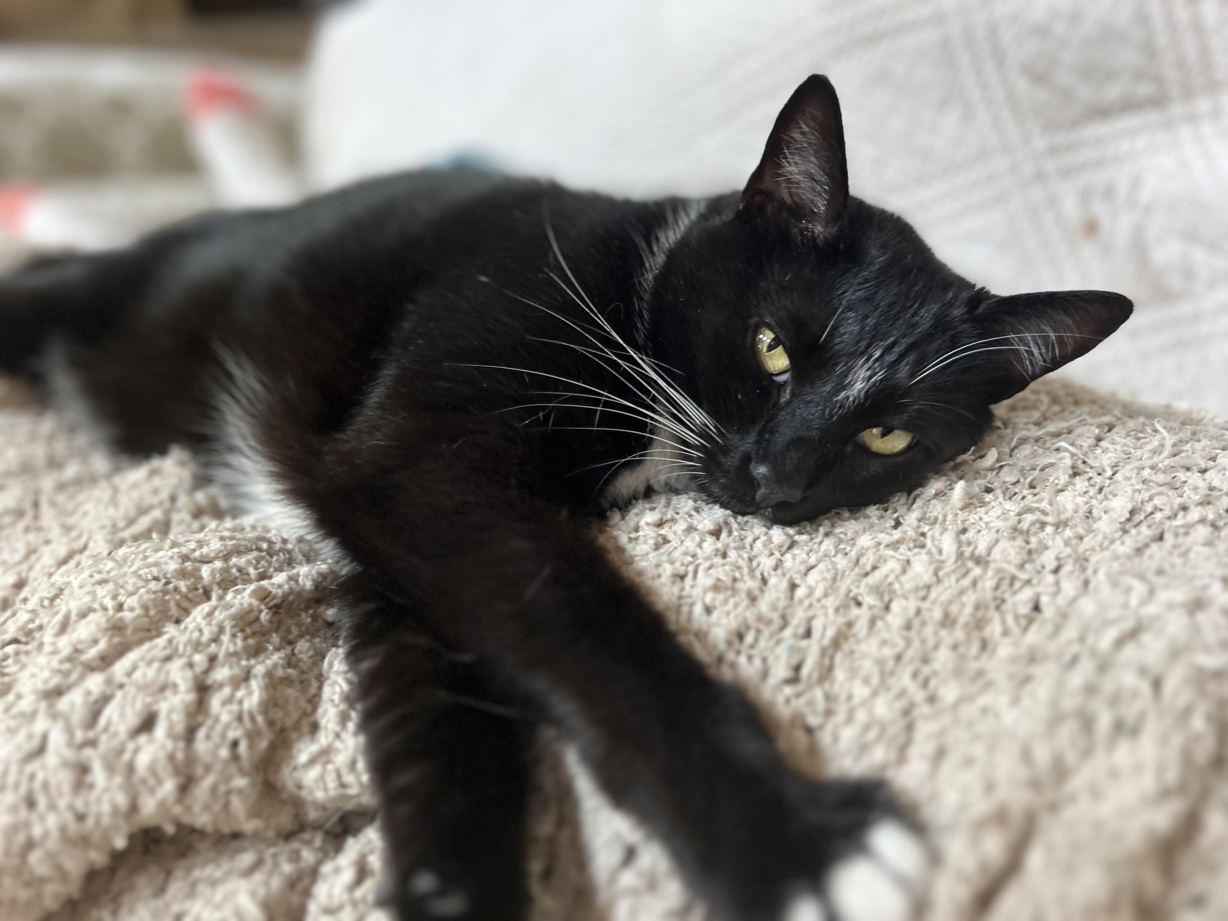 Jimmy , a ADOPTABLE Domestic Short Hair in Statesboro, GA image 6/6