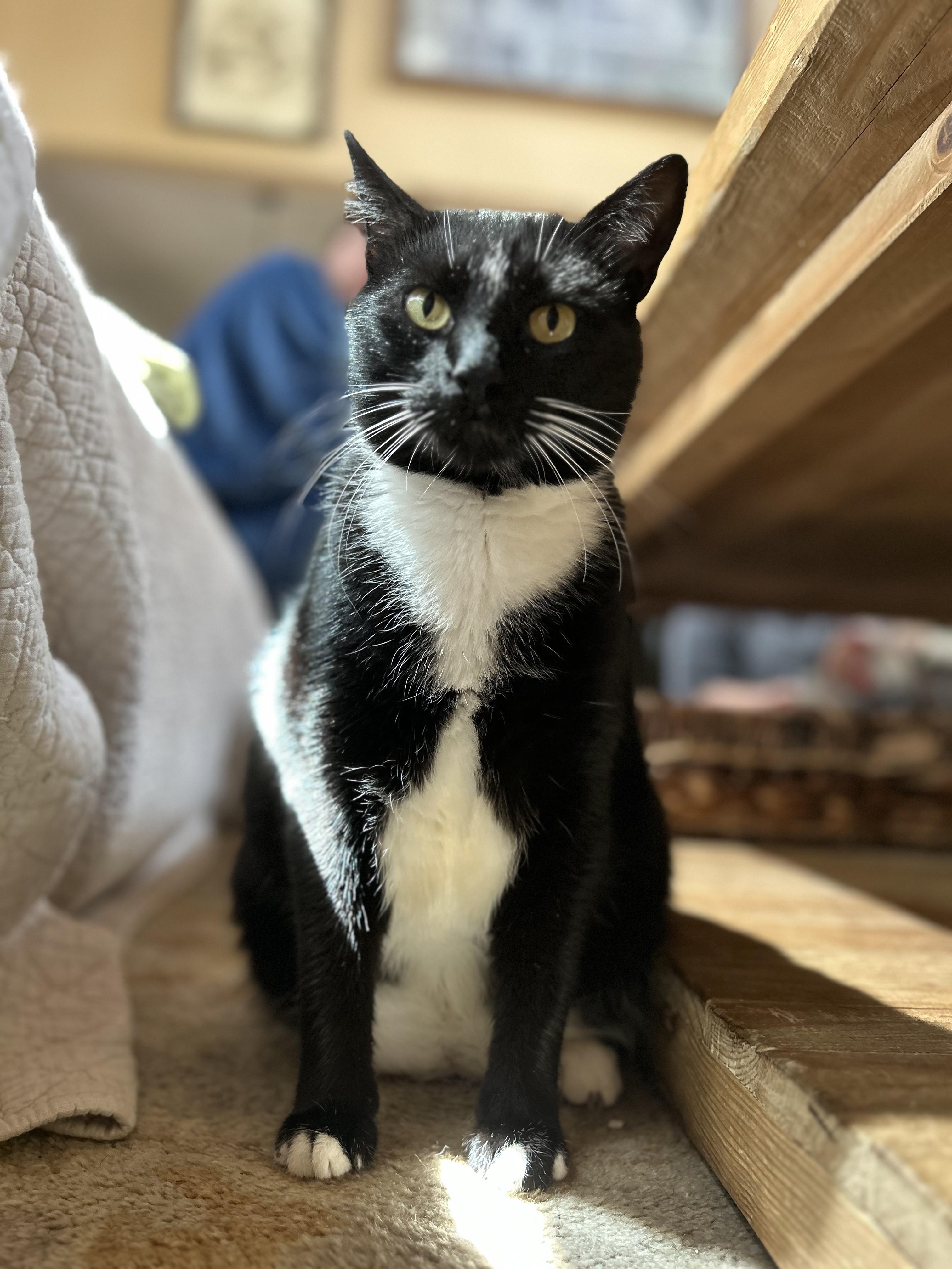 Jimmy , a ADOPTABLE Domestic Short Hair in Statesboro, GA image 5/6