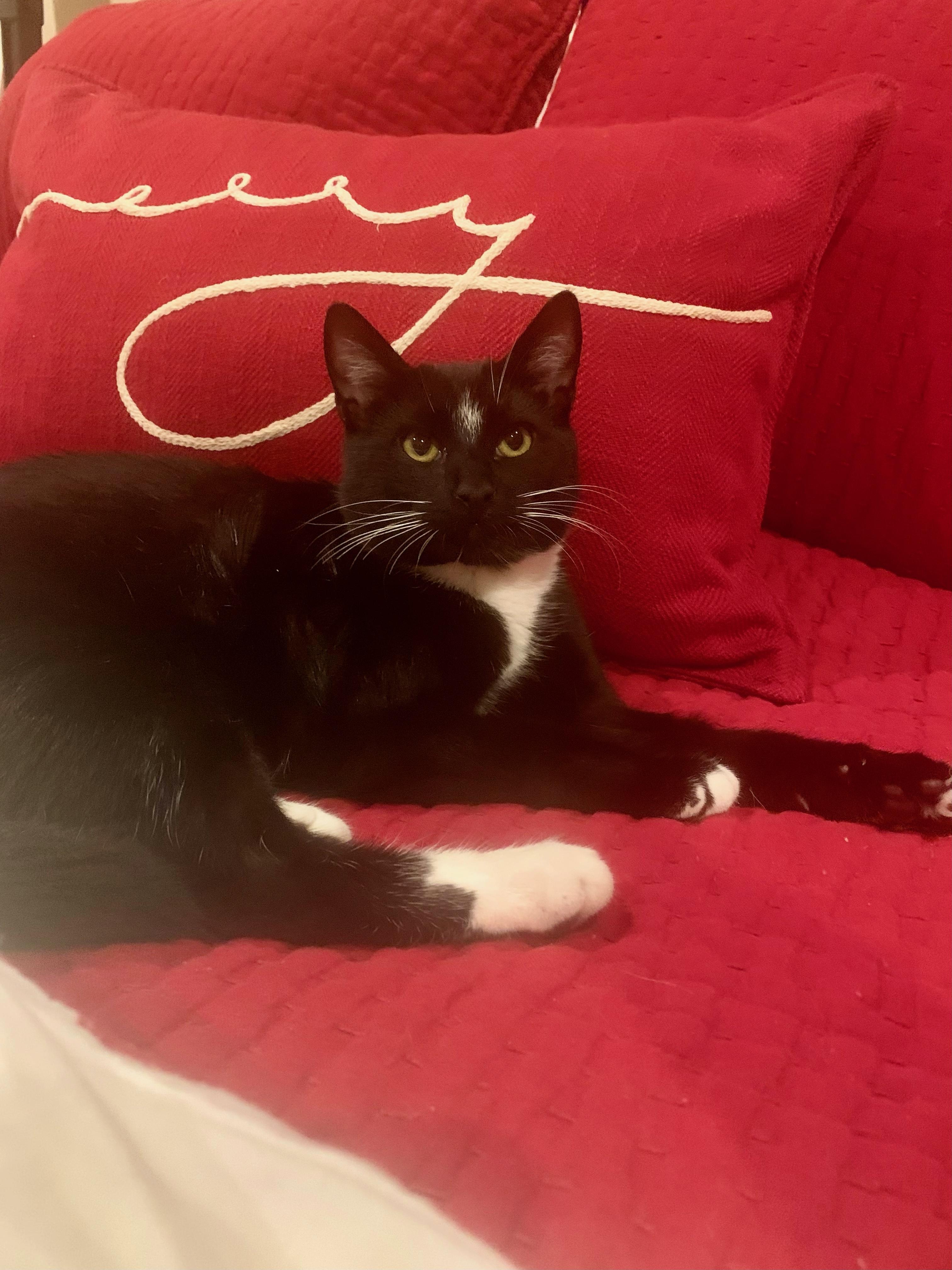 Jimmy , ADOPTABLE, Adult Male Domestic Short Hair.