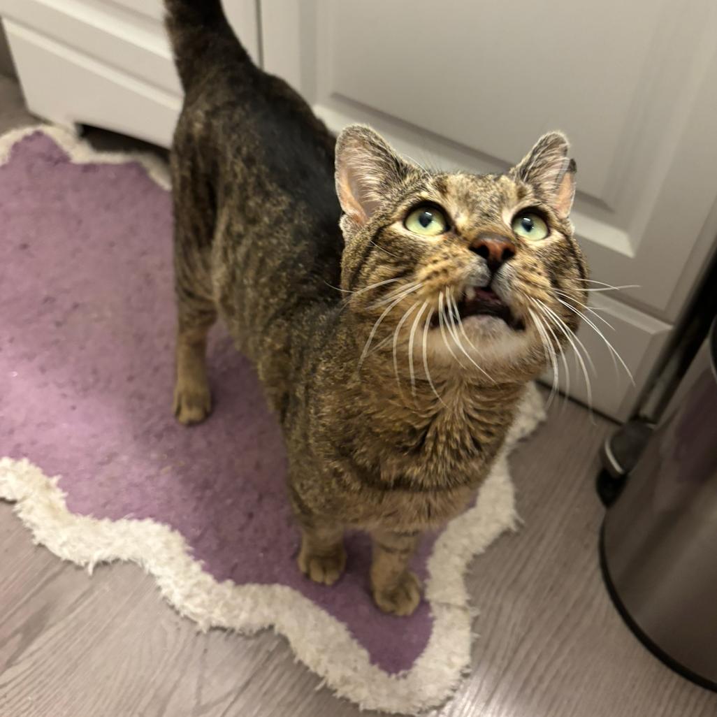 Rodeo, Adoptable, Adult Male Domestic Short Hair.