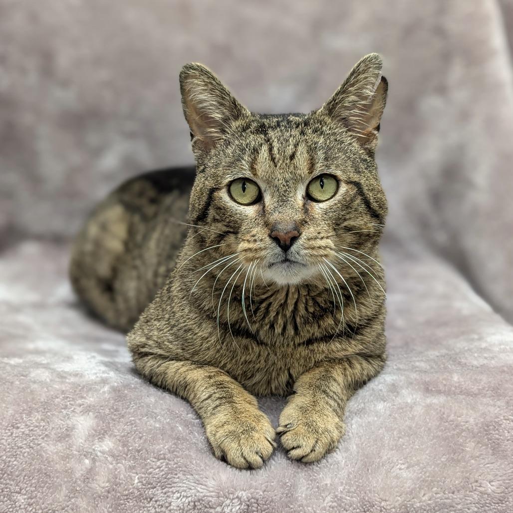 Rodeo, a Adoptable Domestic Short Hair in Brookfield, WI image 2/6