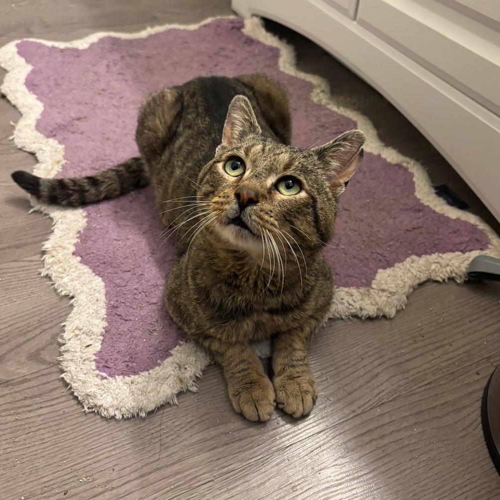 Rodeo, a Adoptable Domestic Short Hair in Brookfield, WI image 3/6