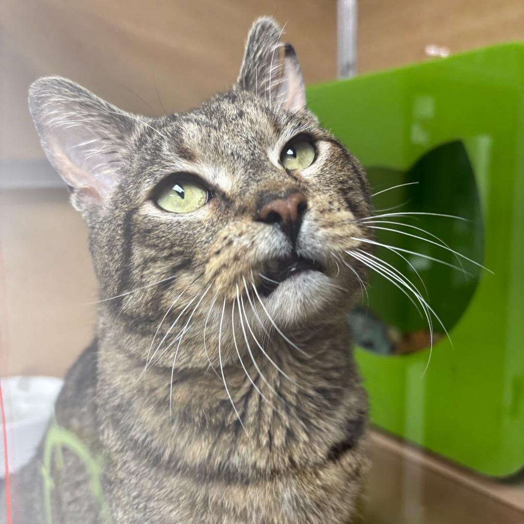 Rodeo, a Adoptable Domestic Short Hair in Brookfield, WI image 5/6