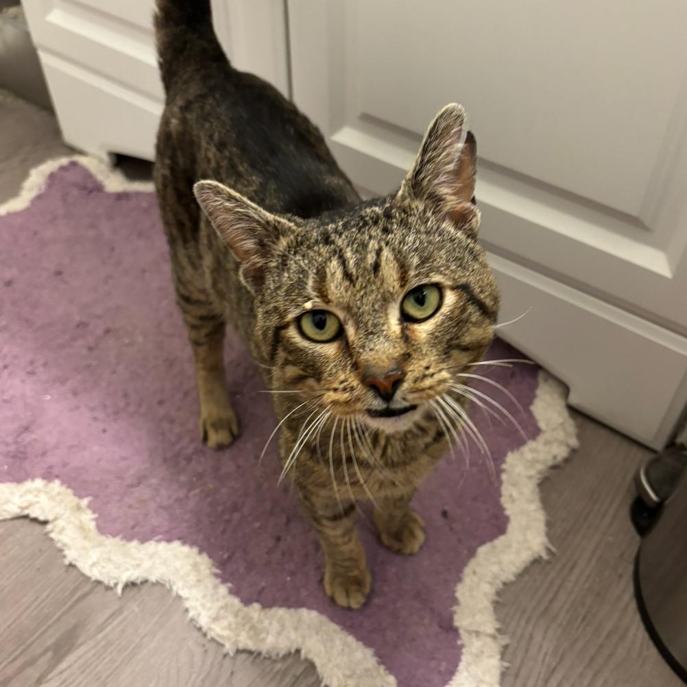 Rodeo, a Adoptable Domestic Short Hair in Brookfield, WI image 6/6