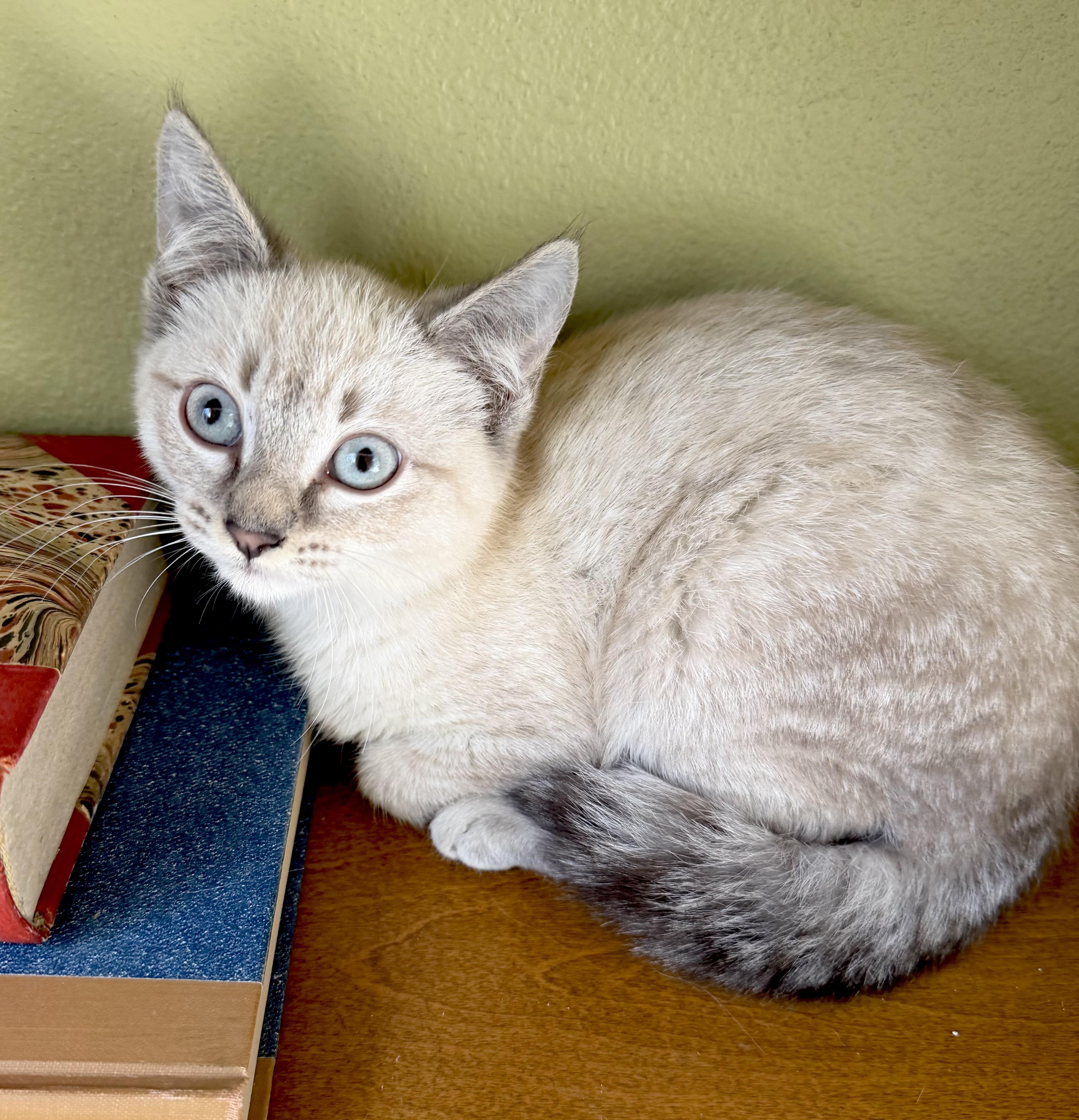 Enlarge Cashmere, a ADOPTABLE mixed breed in Lake Monroe, FL image 3/4