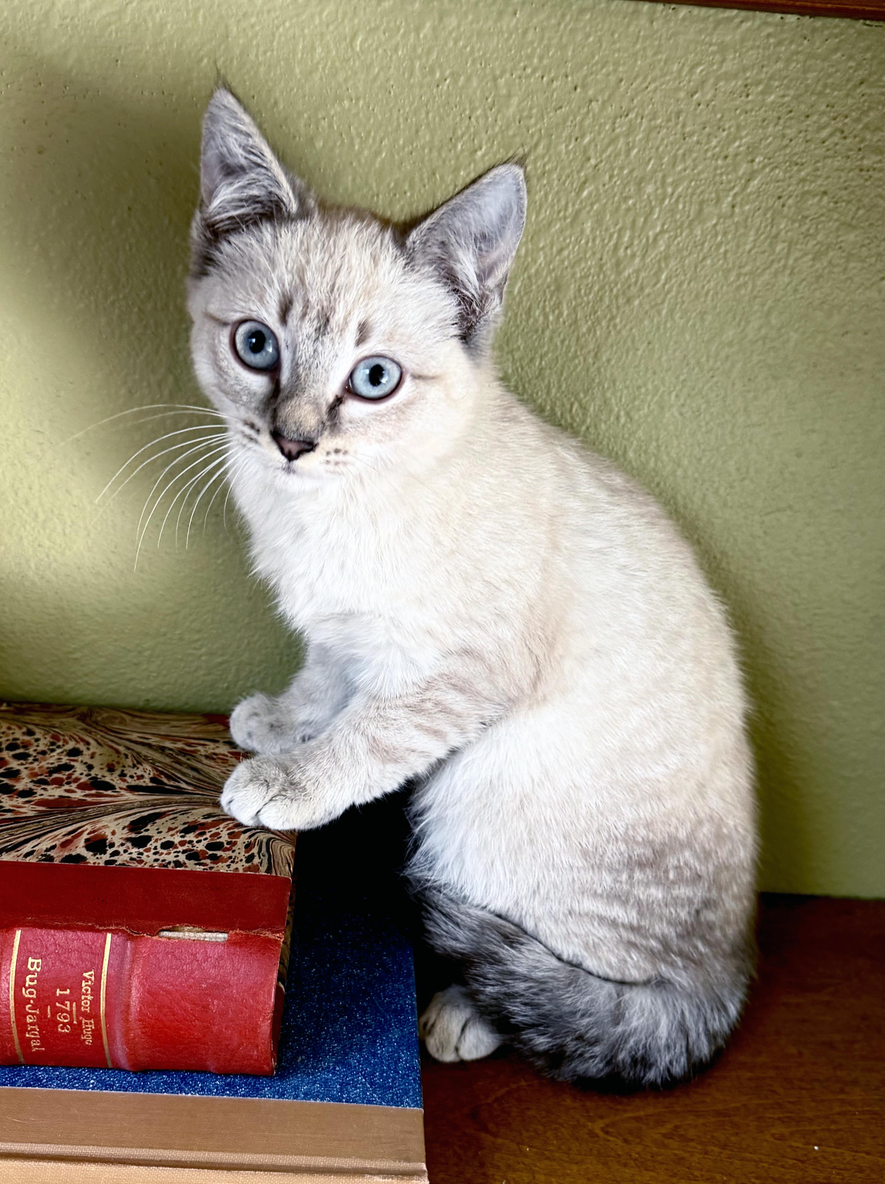 Enlarge Cashmere, a ADOPTABLE mixed breed in Lake Monroe, FL image 2/4