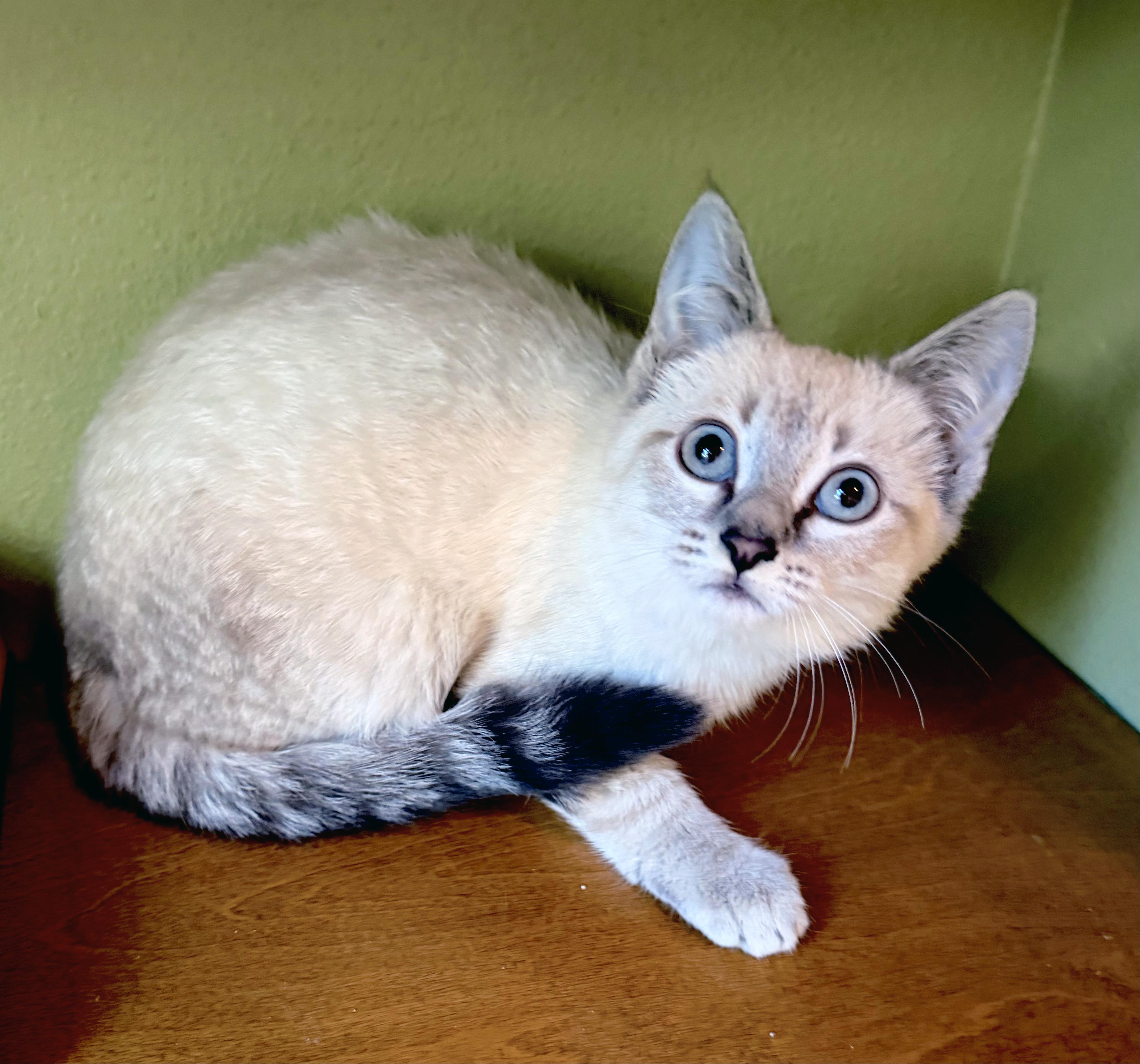 Enlarge Cashmere, a ADOPTABLE mixed breed in Lake Monroe, FL image 4/4