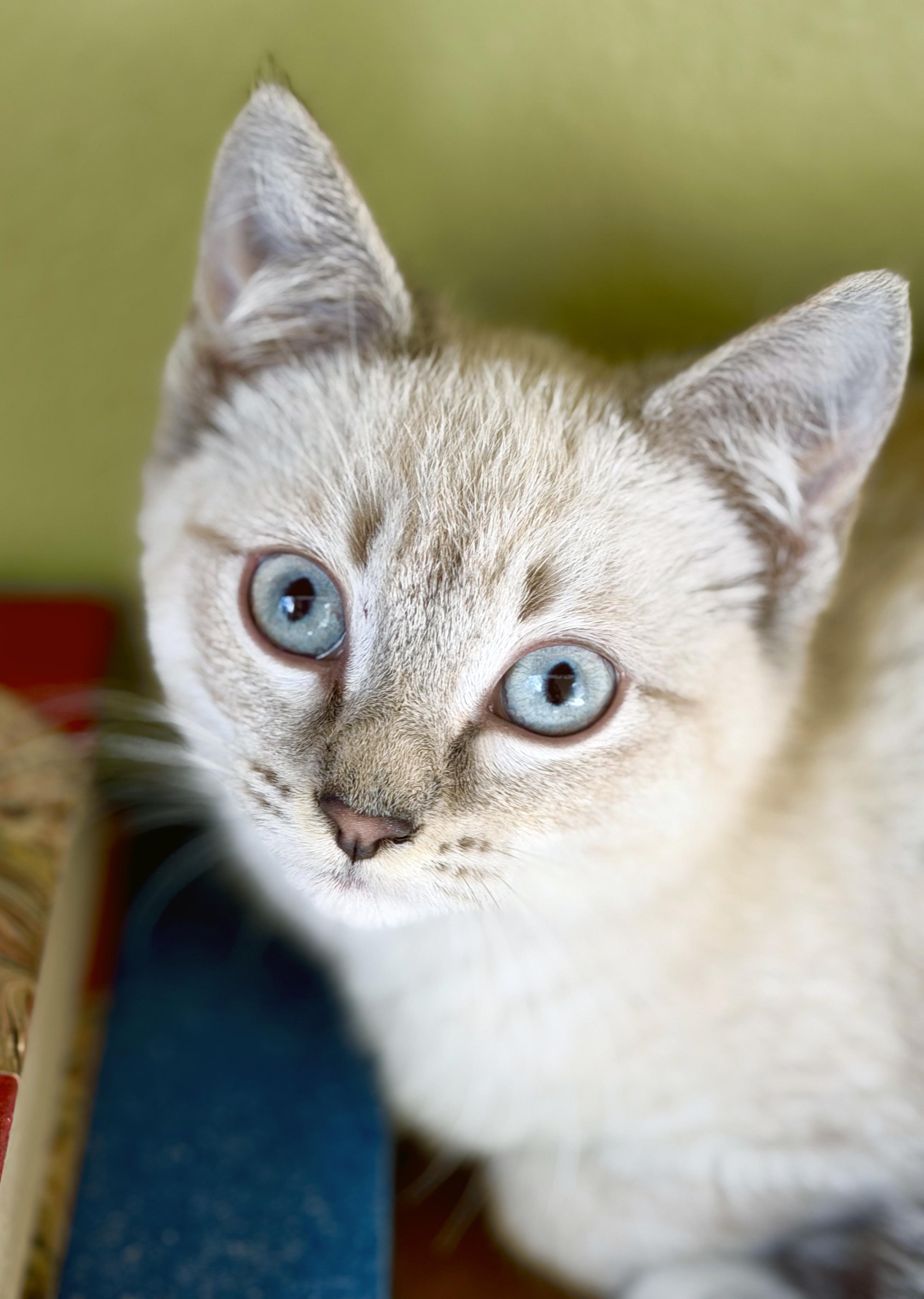 Enlarge Cashmere, a ADOPTABLE mixed breed in Lake Monroe, FL image 1/4