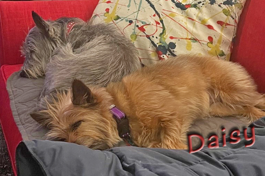 Enlarge NORTH SHORE DAISY!, a Adopted Cairn Terrier in Chicago, IL image 4/14