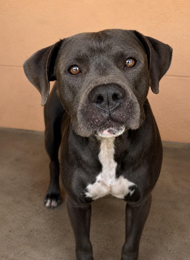 Enlarge Axel, a Adoptable Pit Bull Terrier in Gautier, MS image 1/2