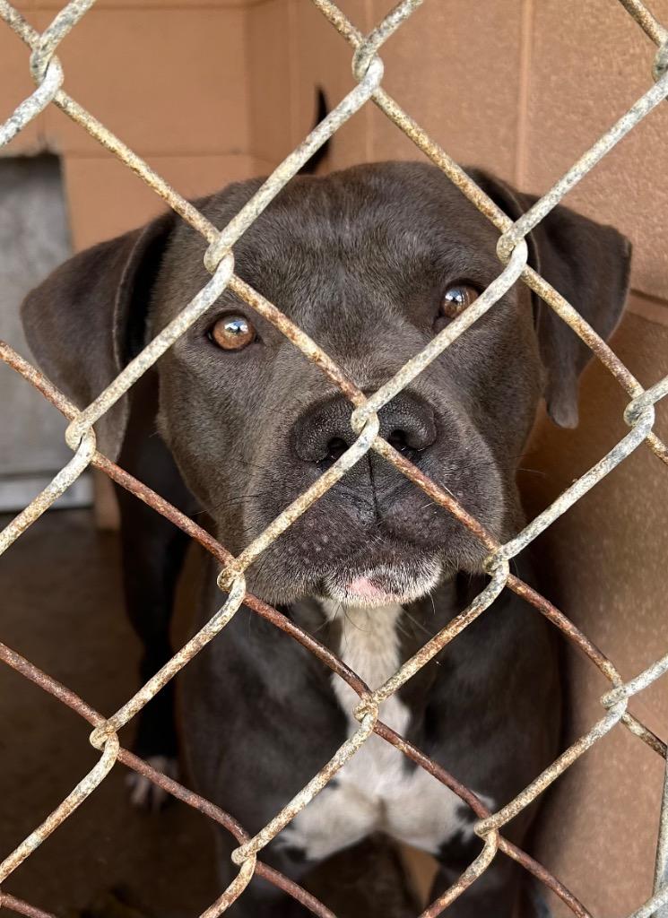 Enlarge Axel, a Adoptable Pit Bull Terrier in Gautier, MS image 2/2