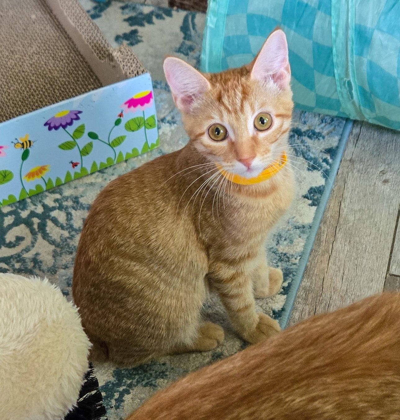 Sansa, a Adoptable mixed breed in Lighthouse Point, FL image 1/3