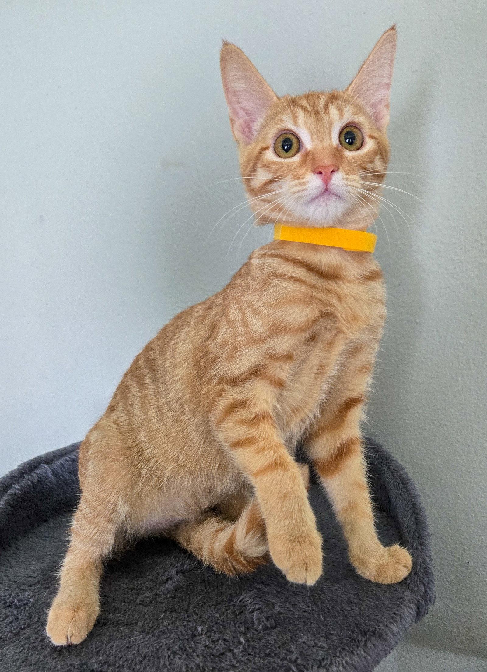 Sansa, a Adoptable mixed breed in Lighthouse Point, FL image 3/3