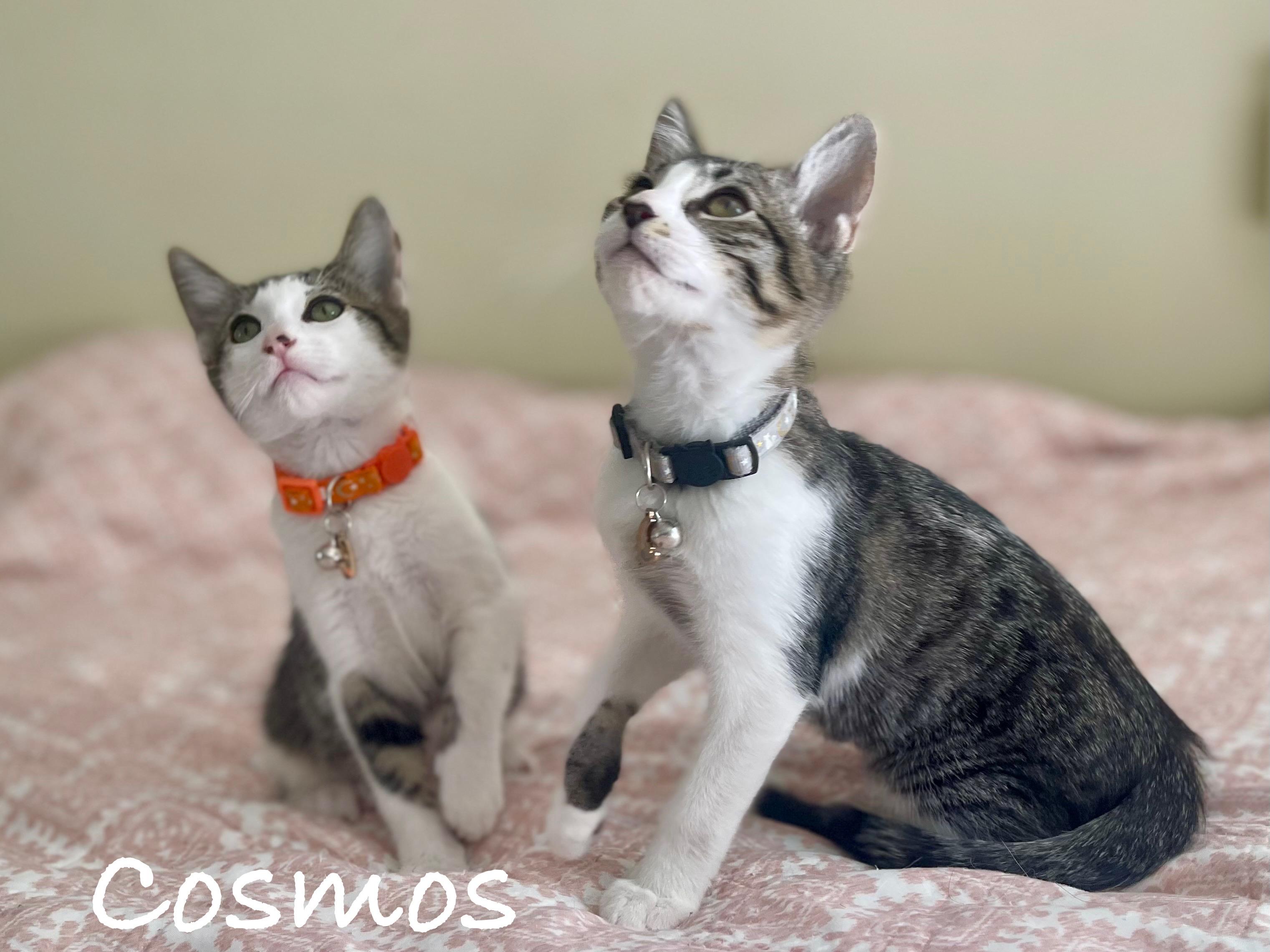 Enlarge Cosmos, a Adoptable Domestic Short Hair in Brentwood, CA image 2/3